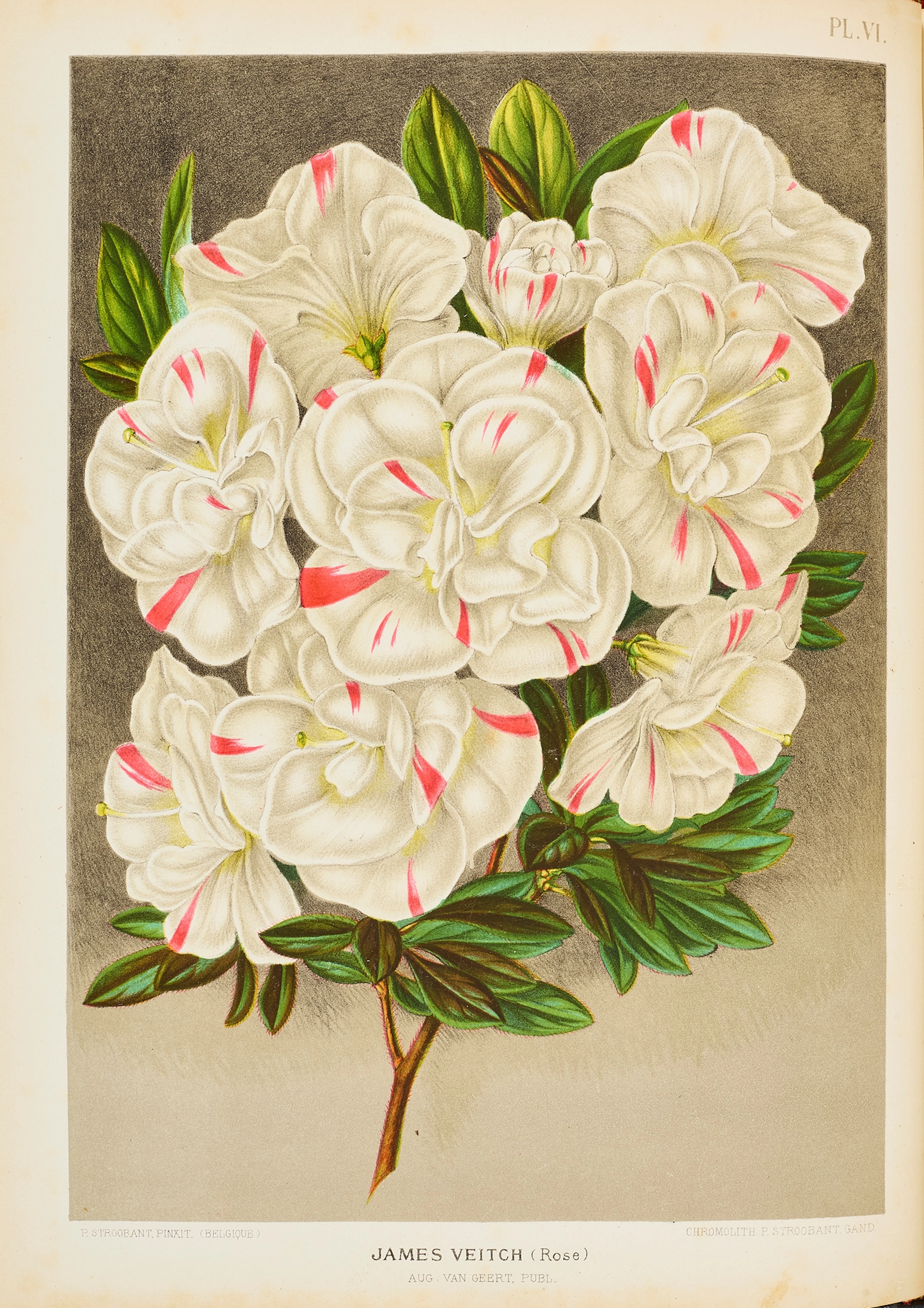 Geert, Auguste van