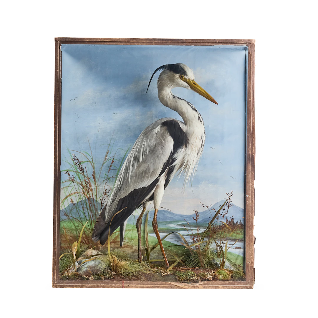 EDWARDIAN CASED TAXIDERMY GREY HERON