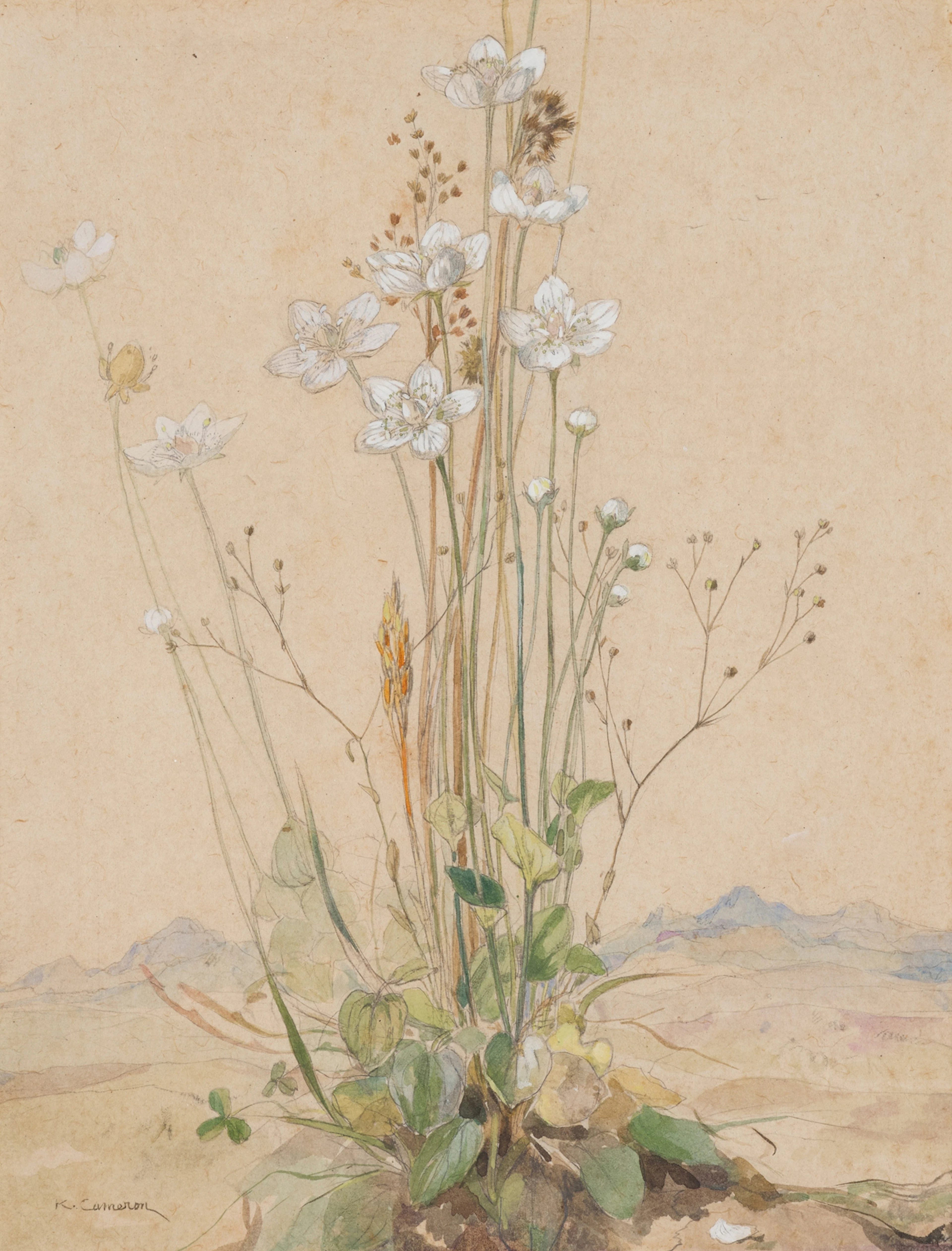 KATE CAMERON (1874-1965)