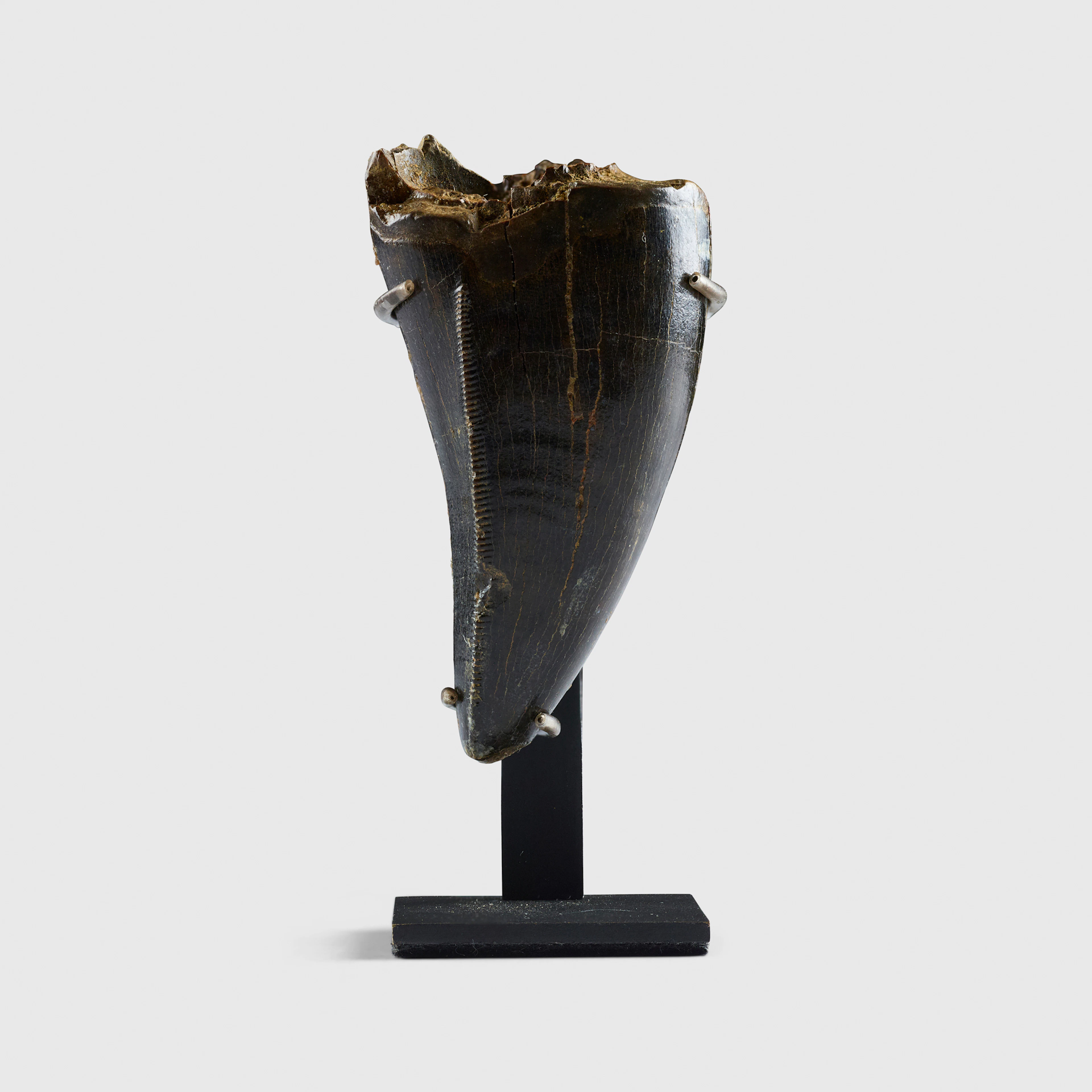 THE TOOTH OF A TYRANNOSAURUS-REX
