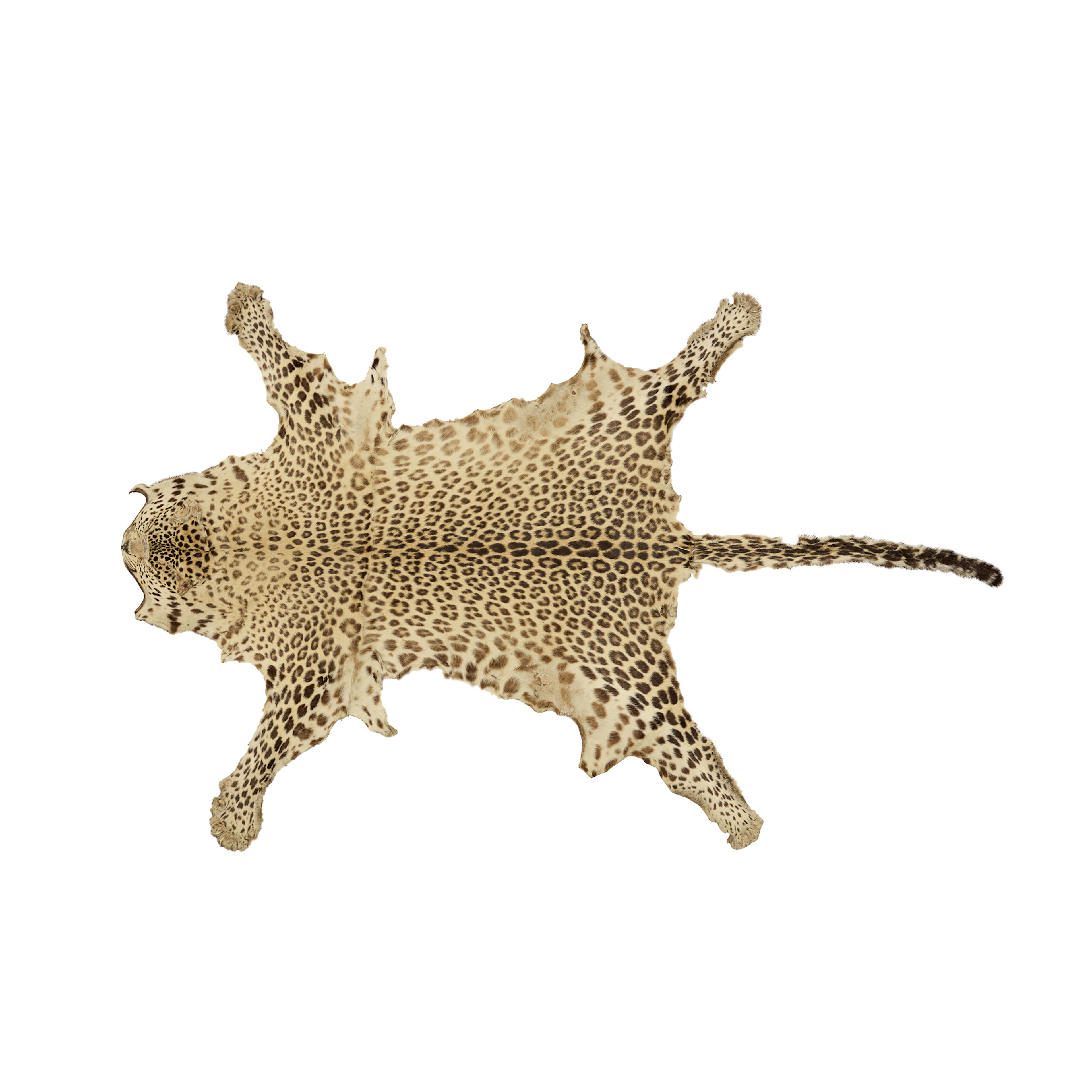 TAXIDERMY LEOPARD SKIN