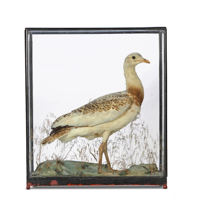 VICTORIAN CASED TAXIDERMY GREAT BUSTARD