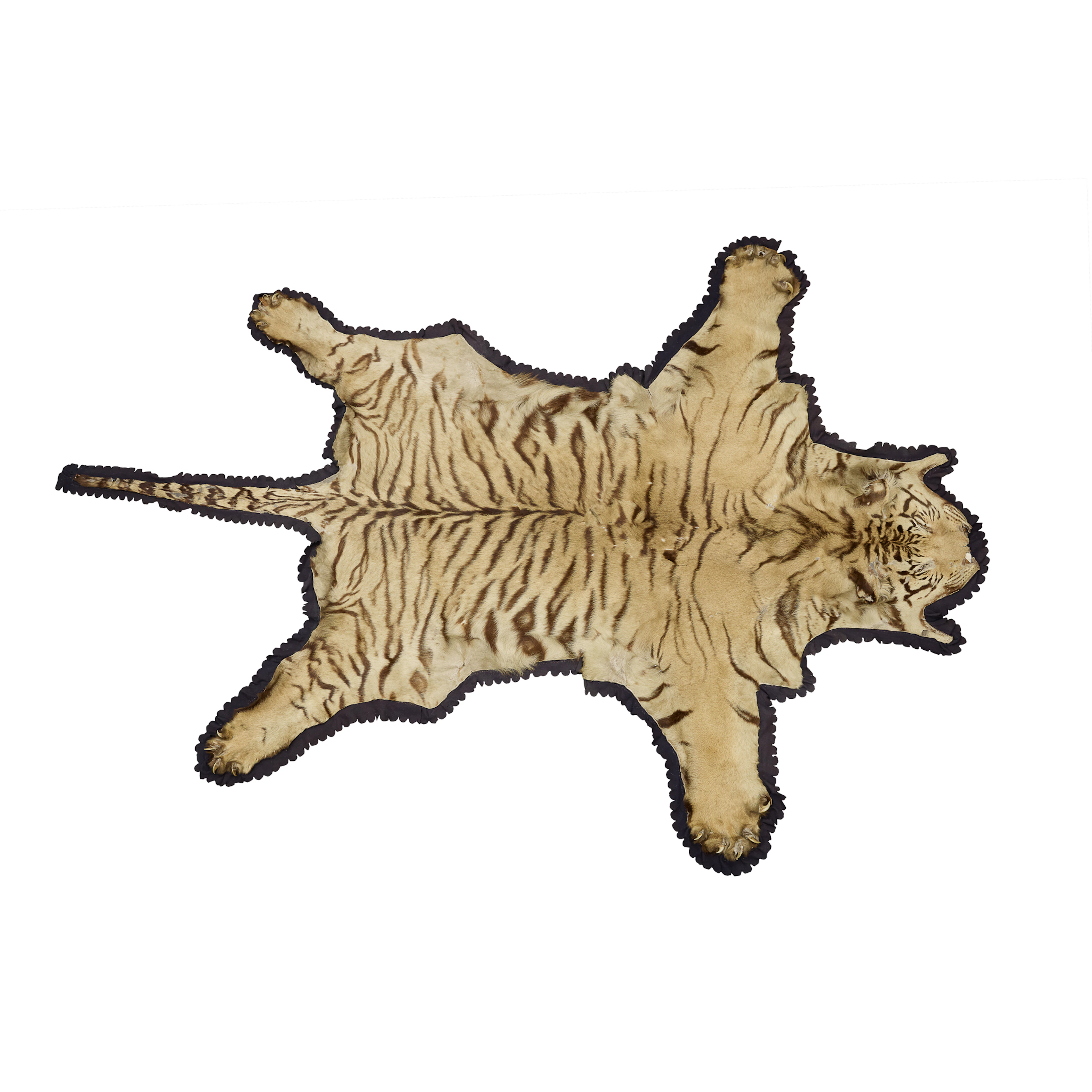 TAXIDERMY BENGAL TIGER SKIN