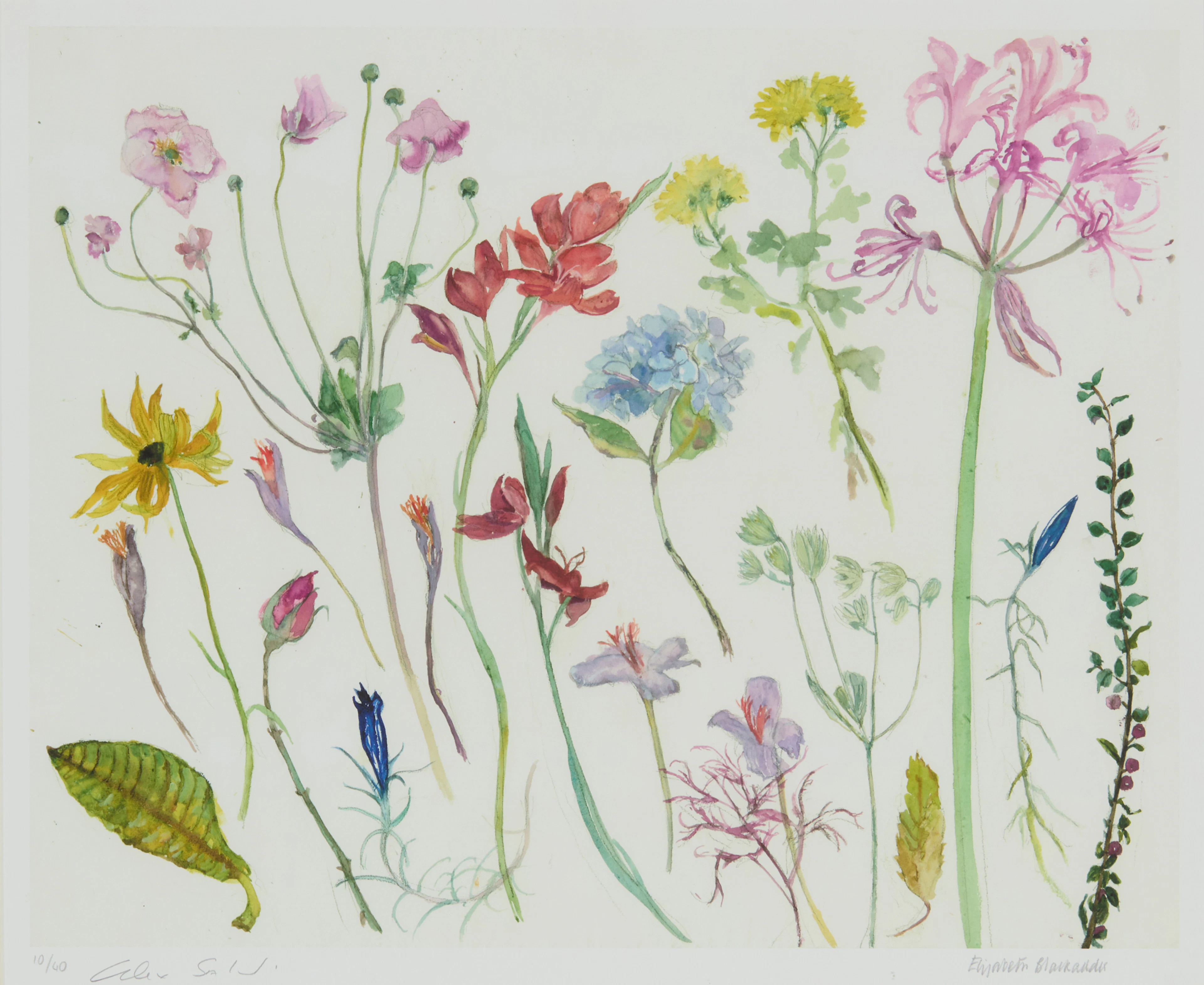 DAME ELIZABETH BLACKADDER O.B.E., R.A., R.S.A., R.S.W., R.G.I., D.Litt