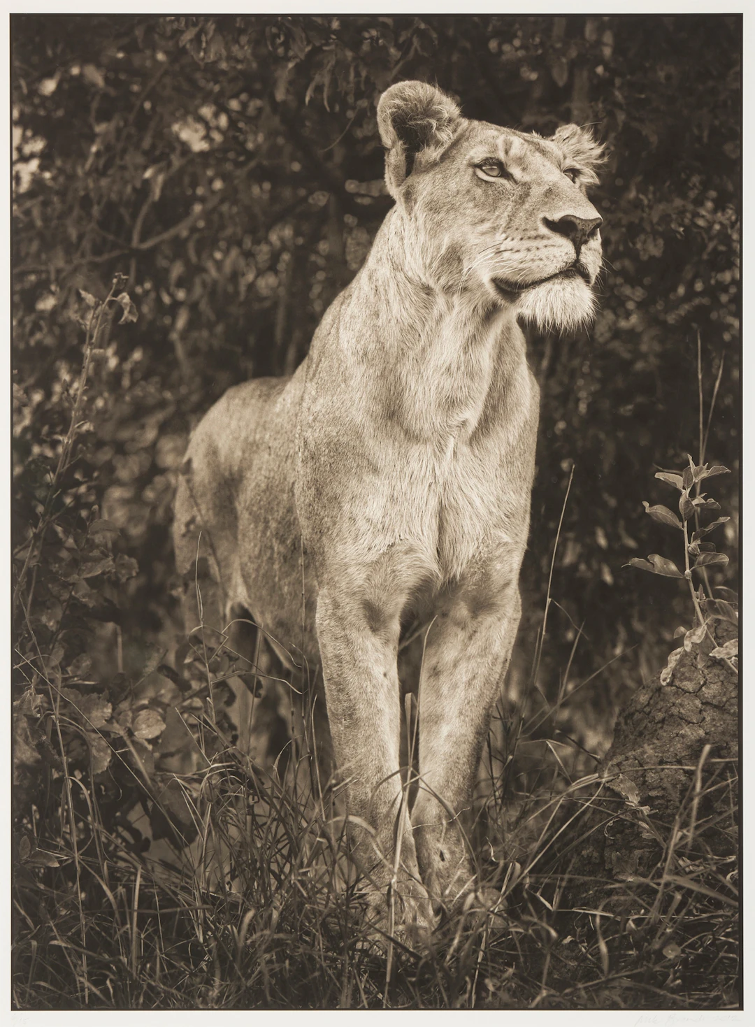 NICK BRANDT (BRITISH 1964-)