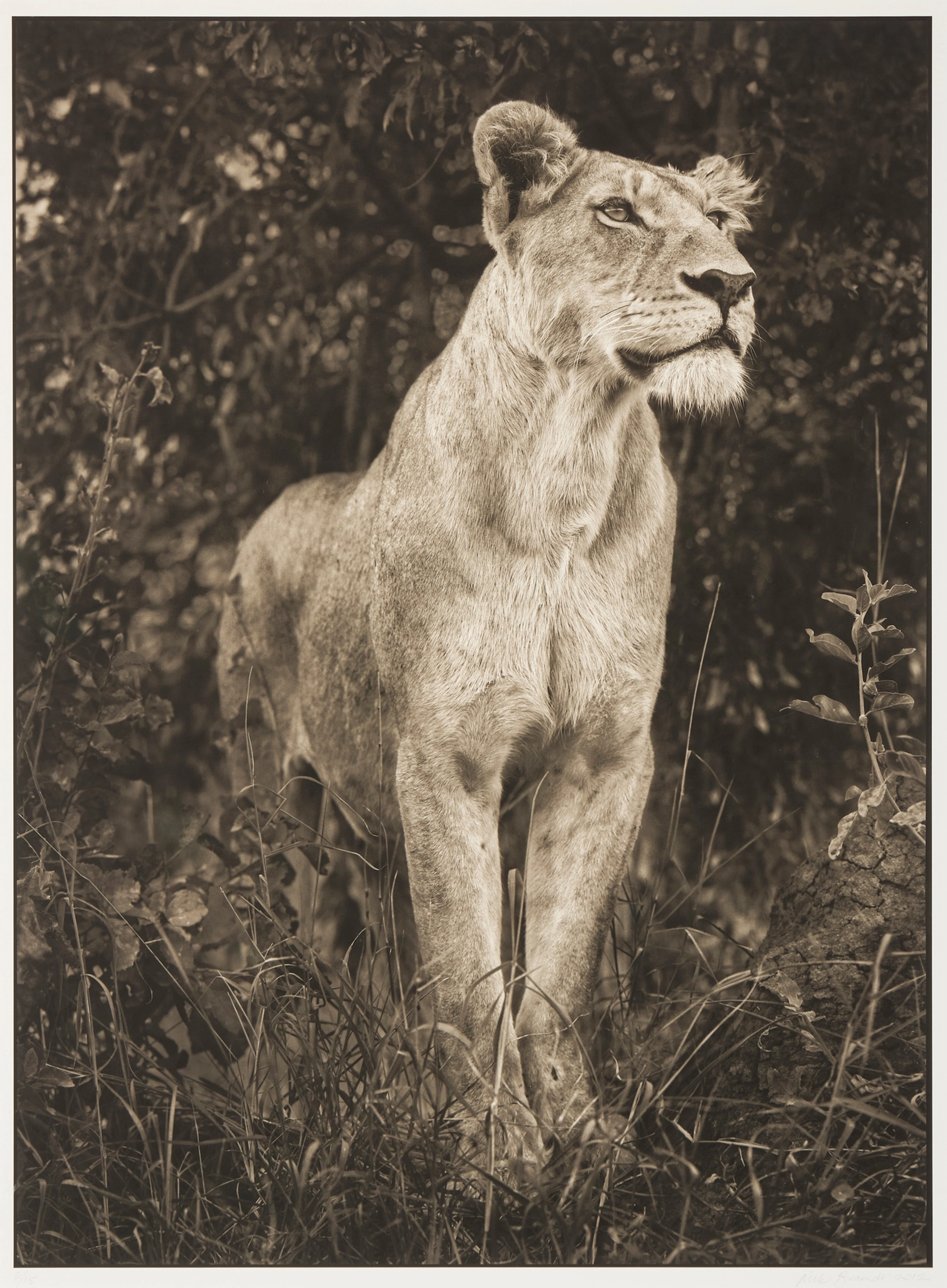 NICK BRANDT (BRITISH 1964-)