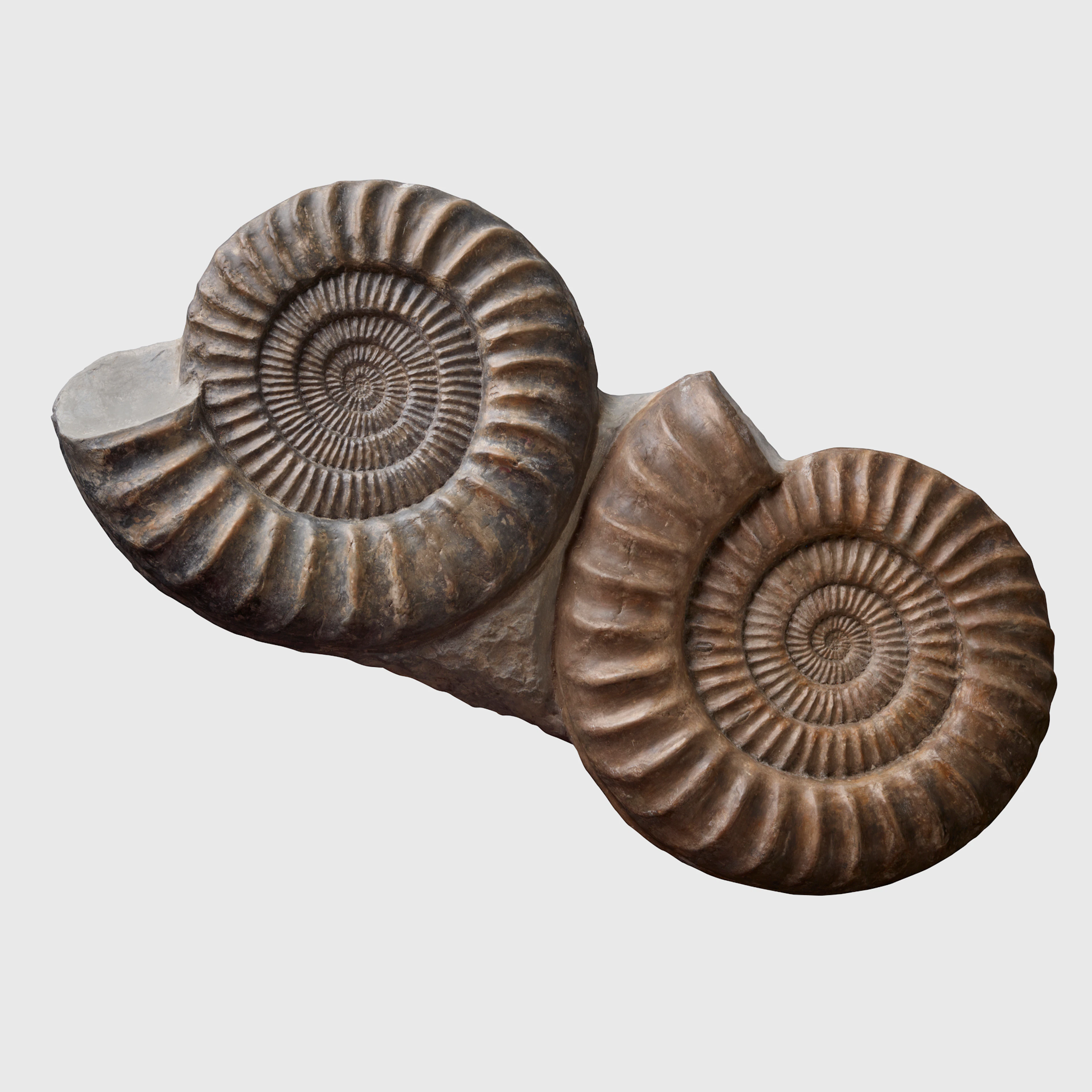 LARGE DOUBLE AMMONITE
