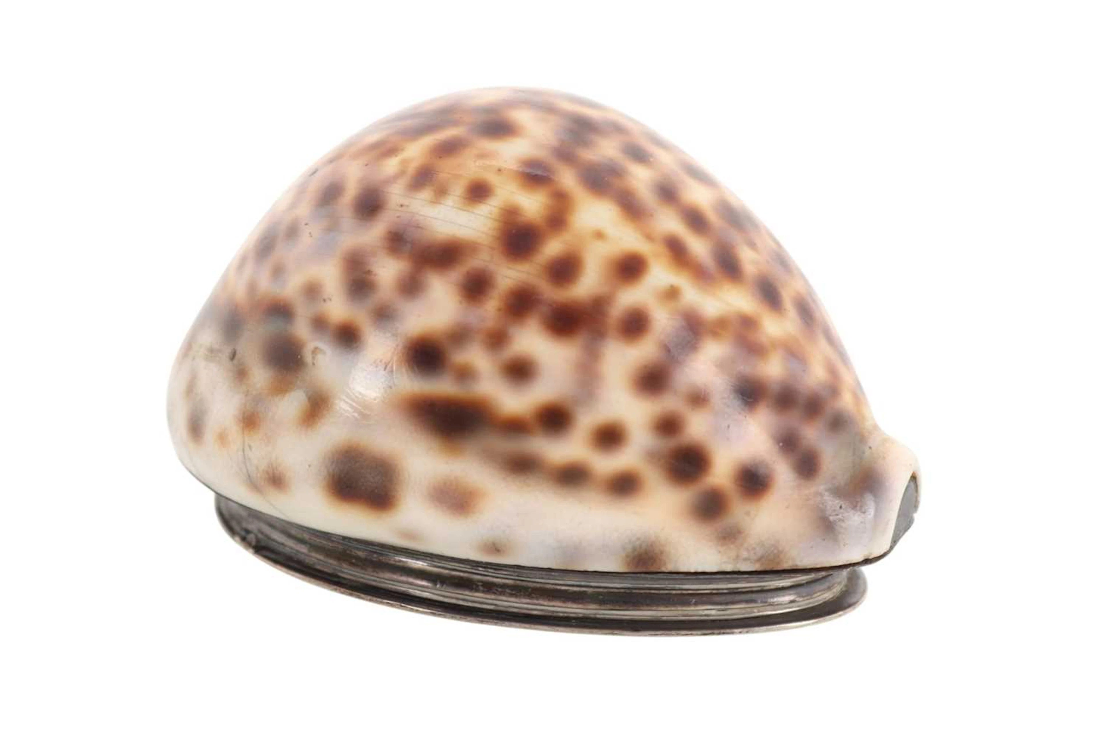 VICTORIAN SILVER MOUNTED COWRIE SHELL SNUFF MULL, MID/LATE 19TH CENTURY