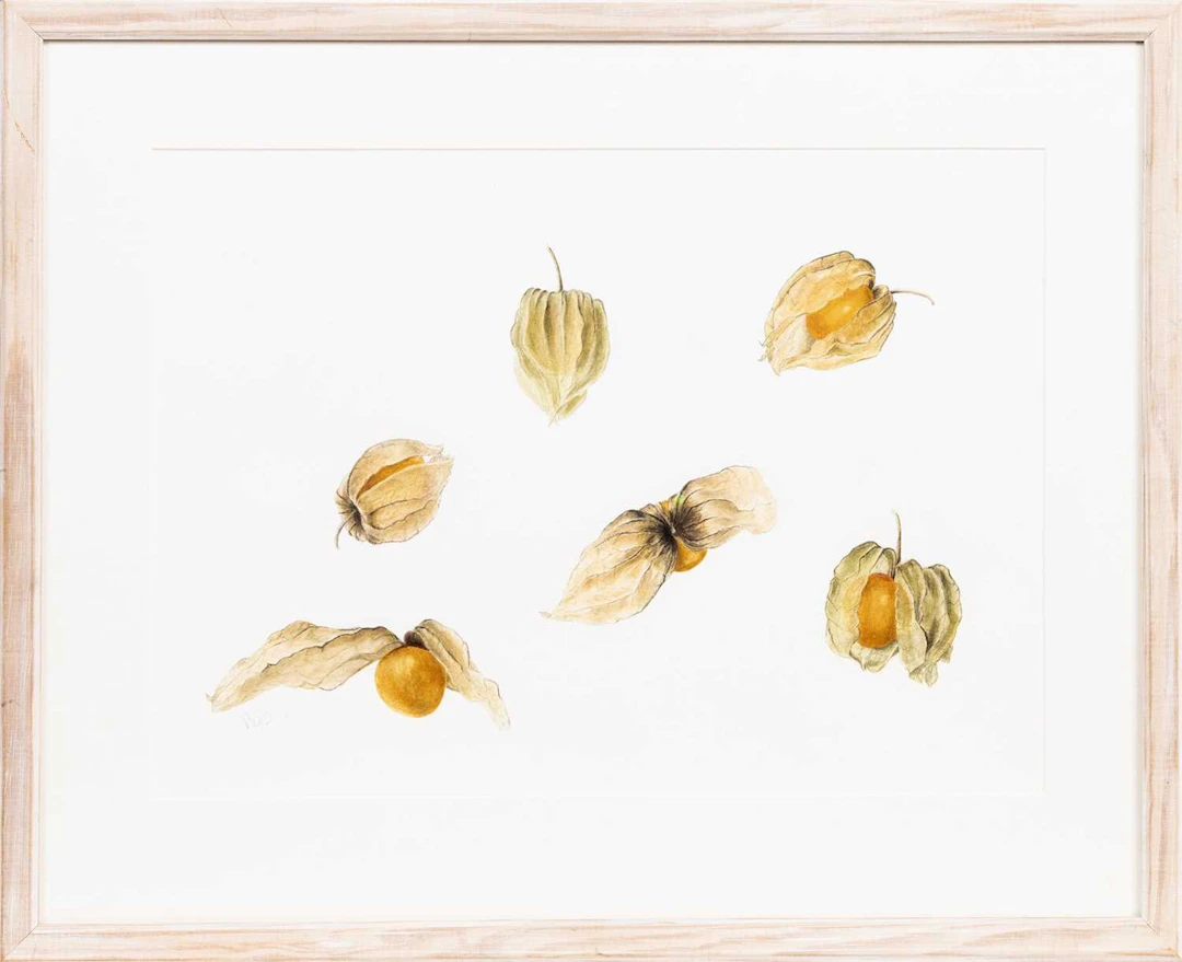 * AILEEN FRIIS-JORGENSEN SSBA FLYING PHYSALIS