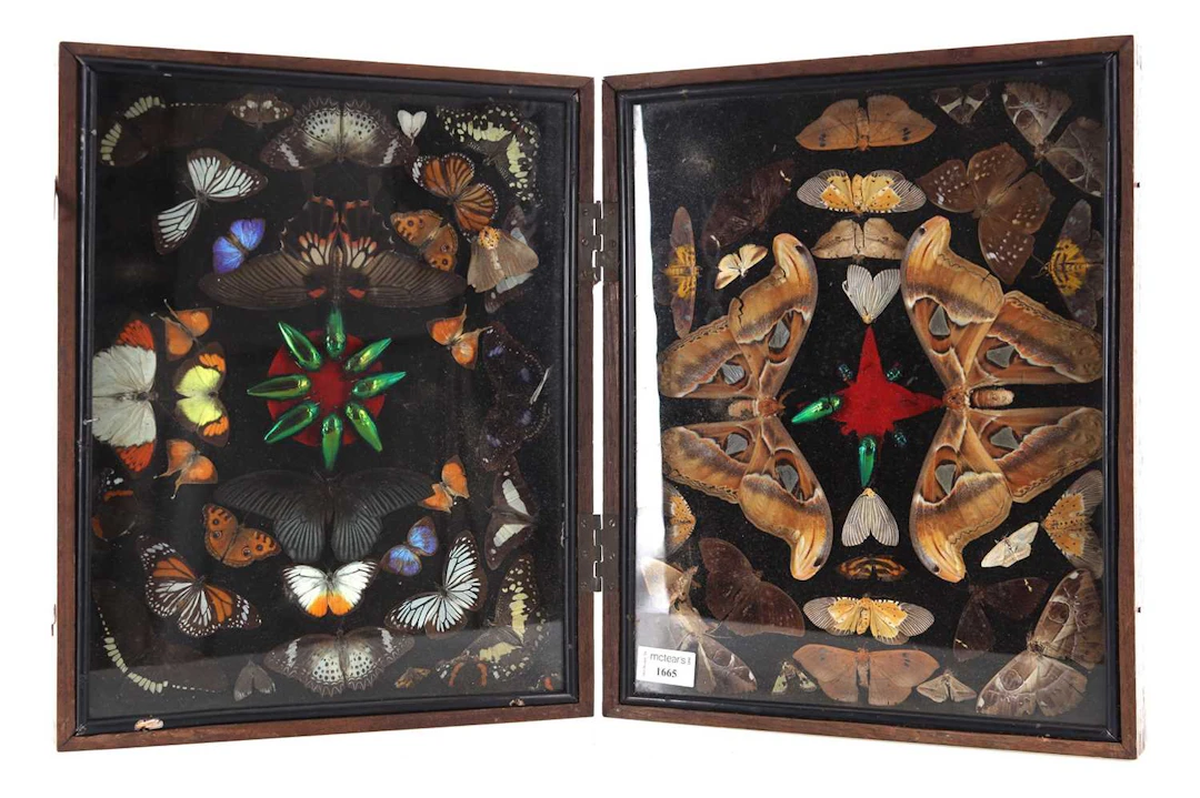 ENTOMOLOGICAL INTEREST: BUTTERFLY AND INSECT TAXIDERMY DISPLAY EARLY