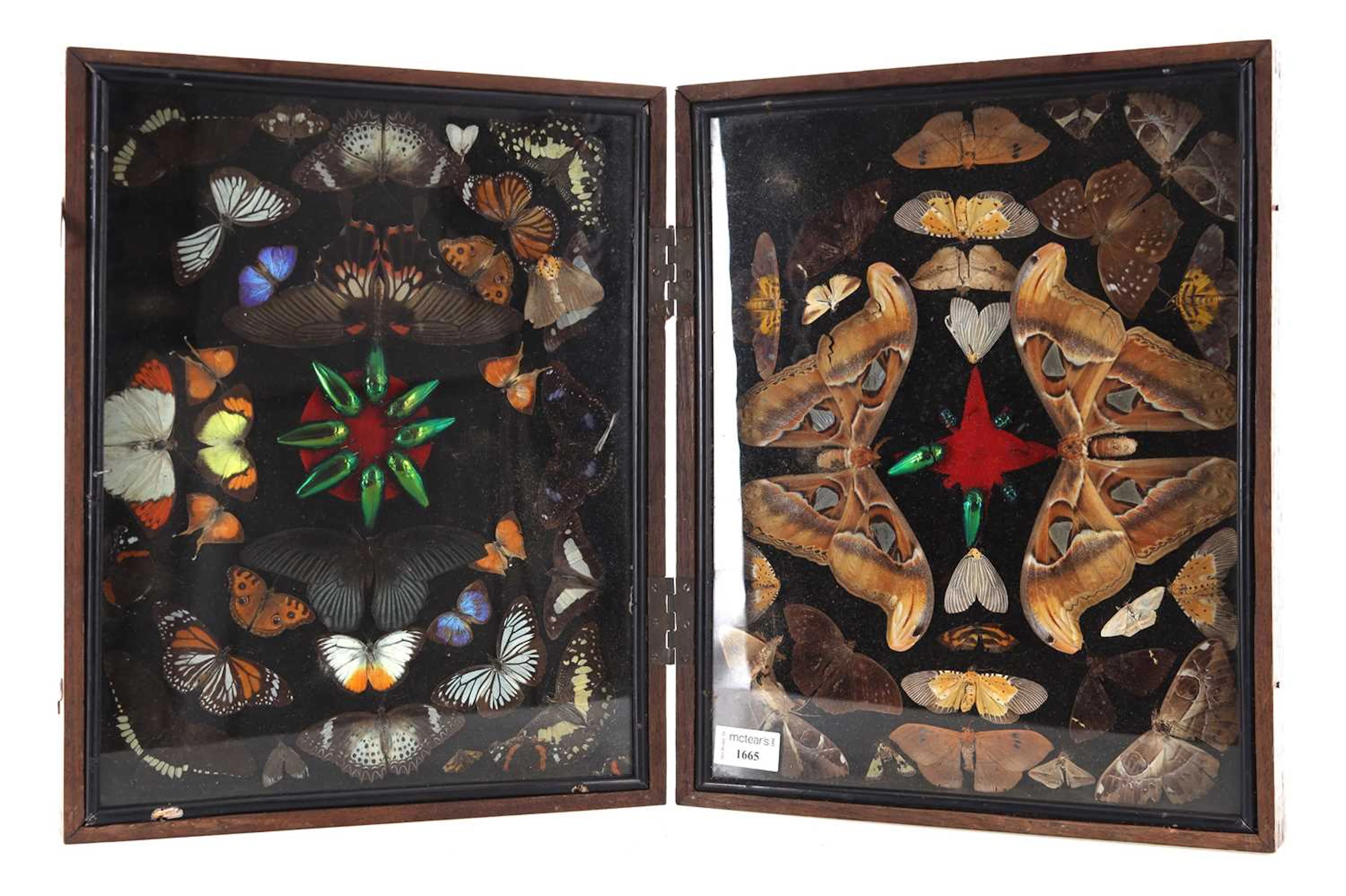 ENTOMOLOGICAL INTEREST: BUTTERFLY AND INSECT TAXIDERMY DISPLAY EARLY