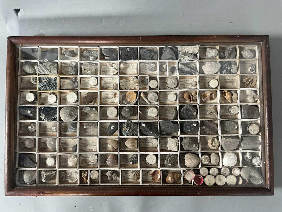 COLLECTION OF FOSSIL AND SHELL SPECIMENS