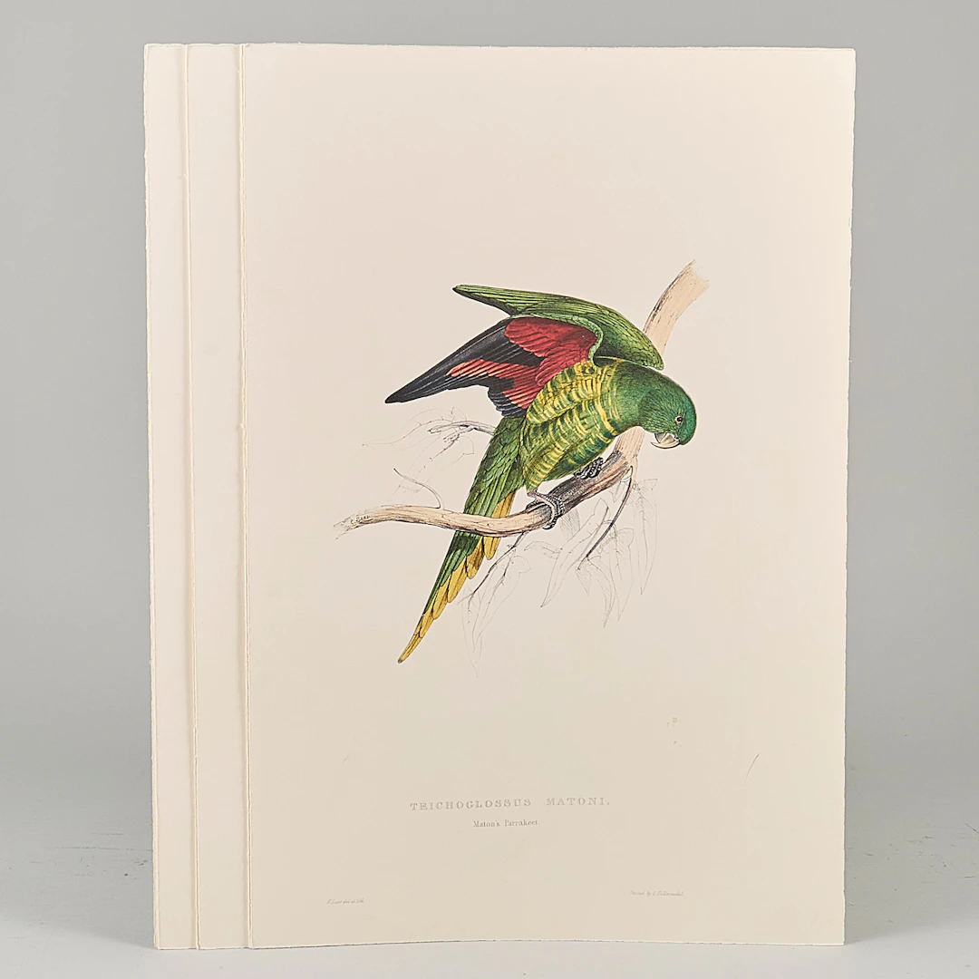 LITOGRAFISKA TRYCK, 14 st, papegojor, J.Gould and H.C Richter, tryck