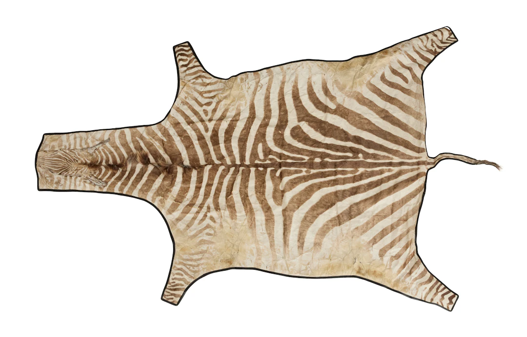 Vintage Zebra Hide Rug