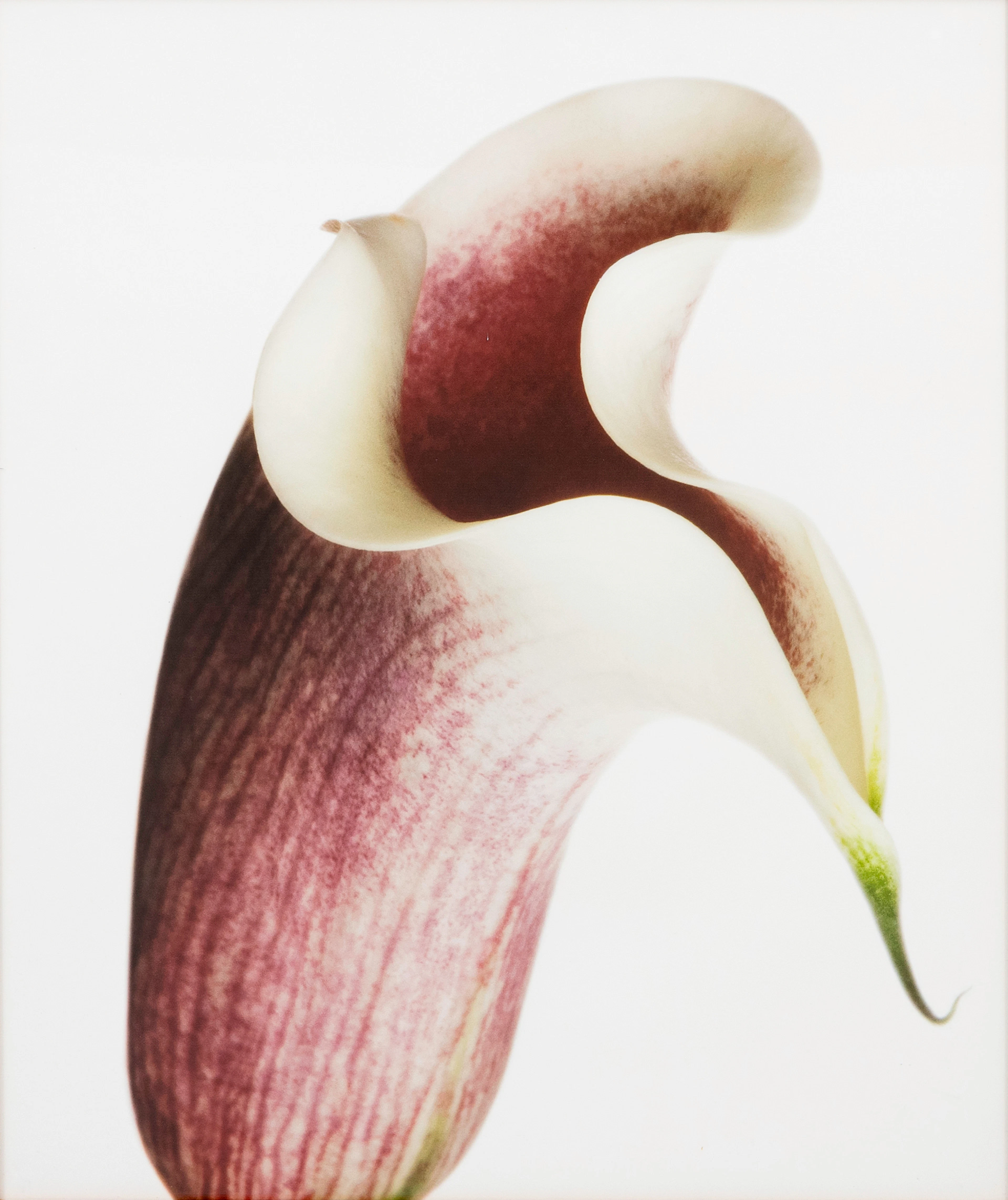 DAWID BJÖRN DAWIDSSON. Calla, fotografi, signerat och daterat à tergo