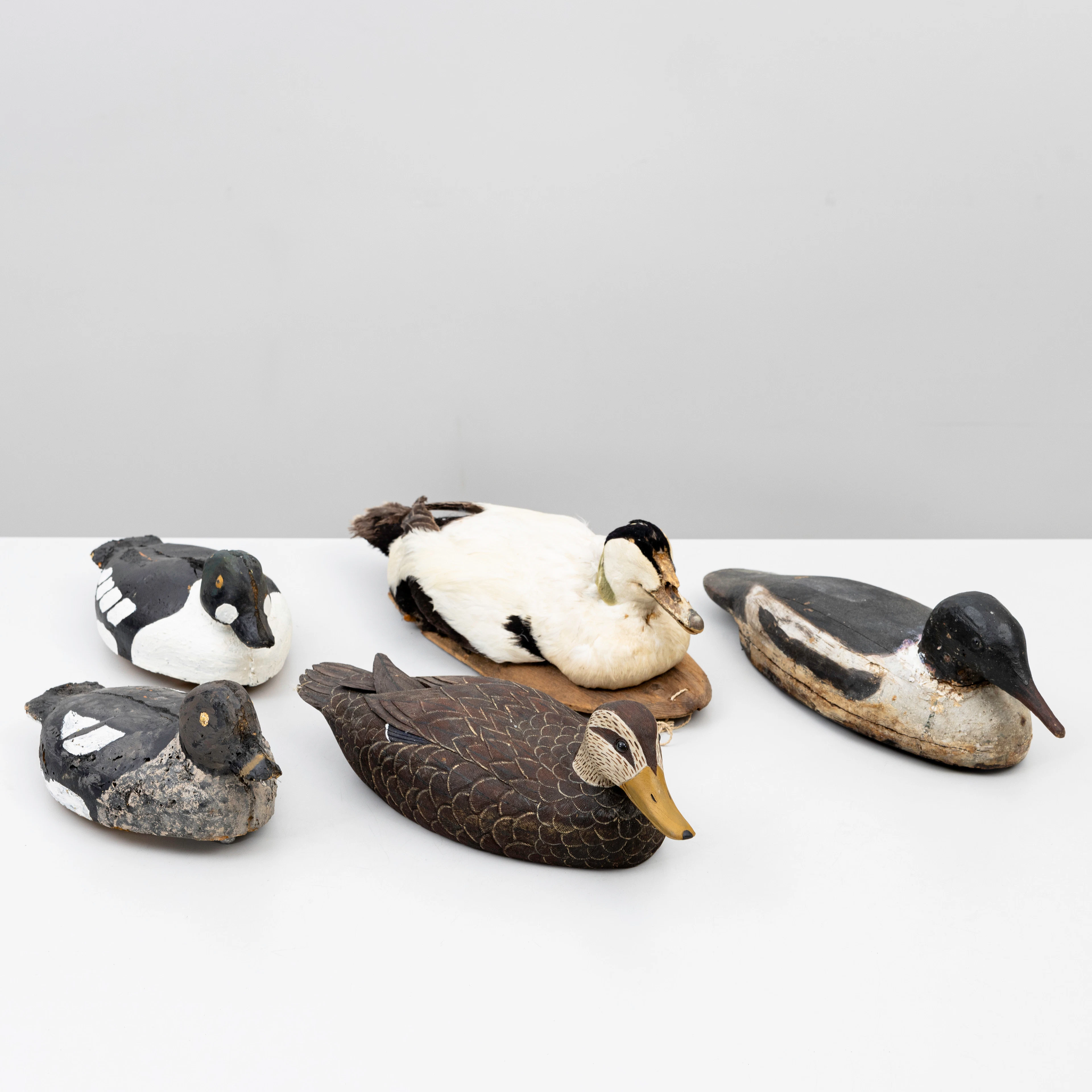 VETTAR, 5 st, frigolit och trä olika fågelarter, en taxidermi, 1900-tal.