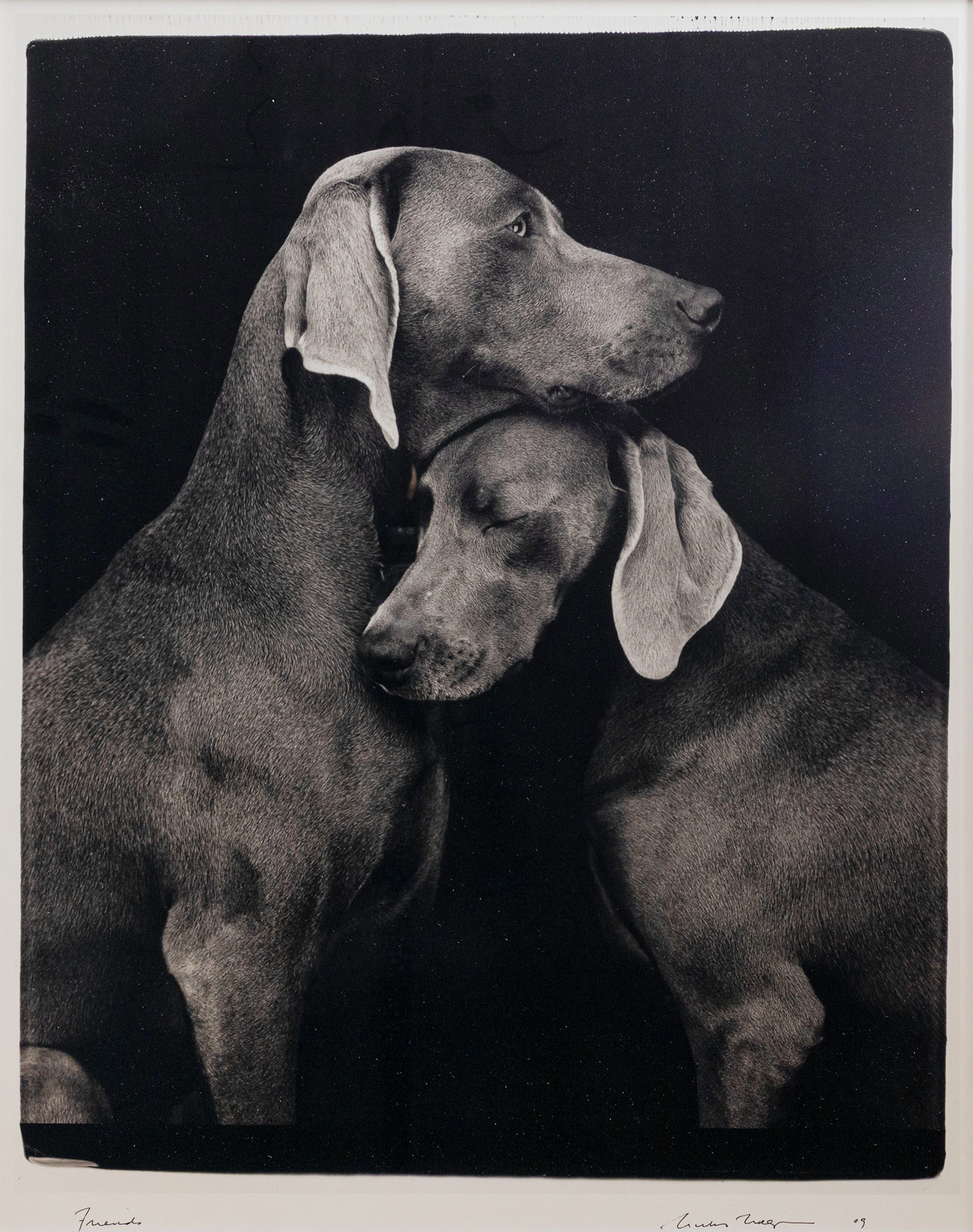 WILLIAM WEGMAN (1943-). "Friends", Archival pigment print, signerat