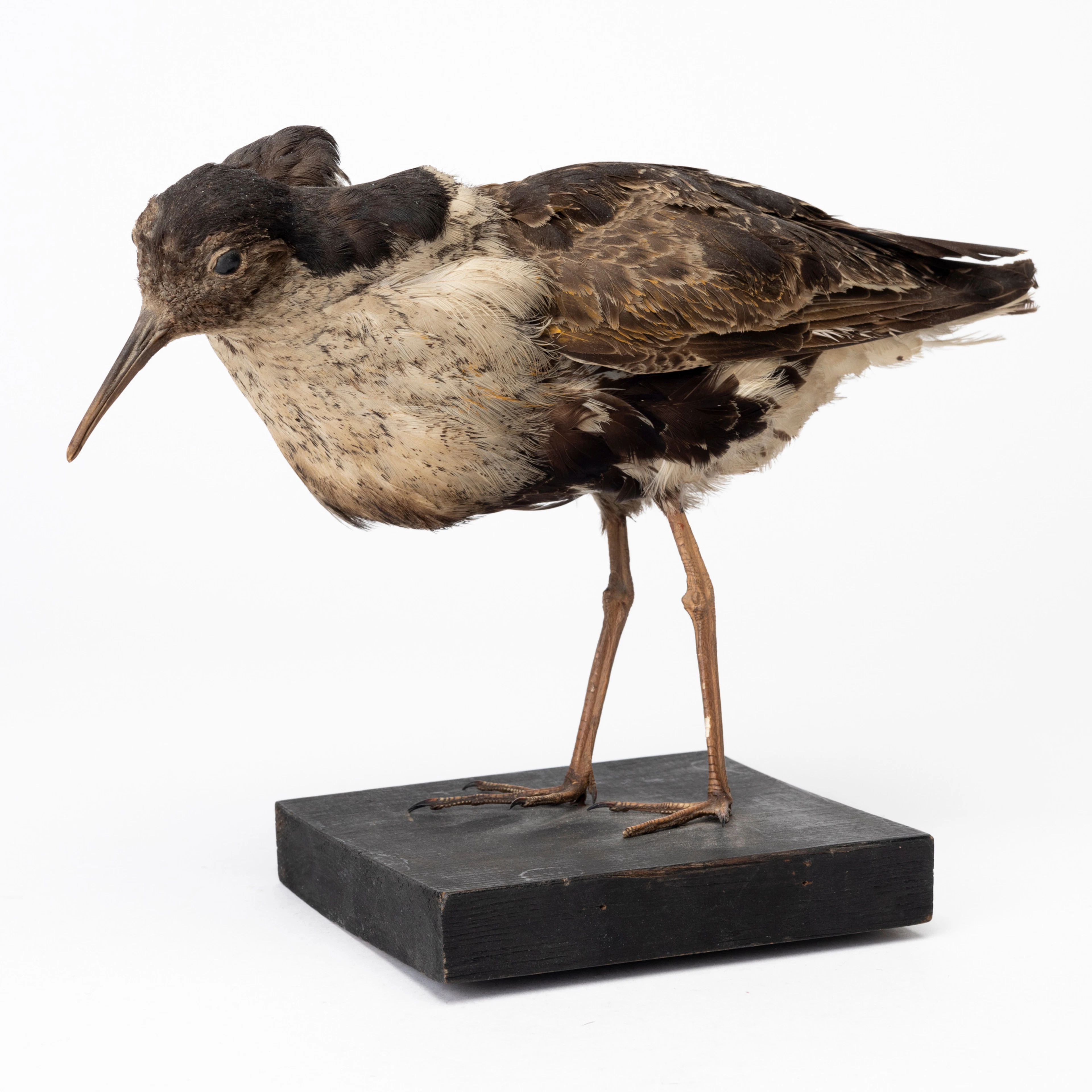 TAXIDERMI, brushane, 1900-tal.