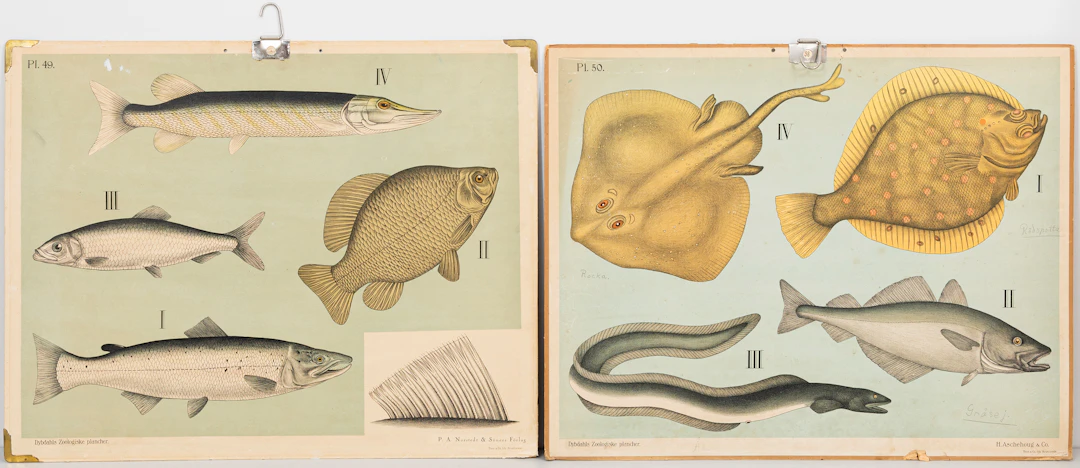 SKOLPLANSCHER, 2 st, "Fiskar", Aschehoug och P.A Nordstedt & Söner