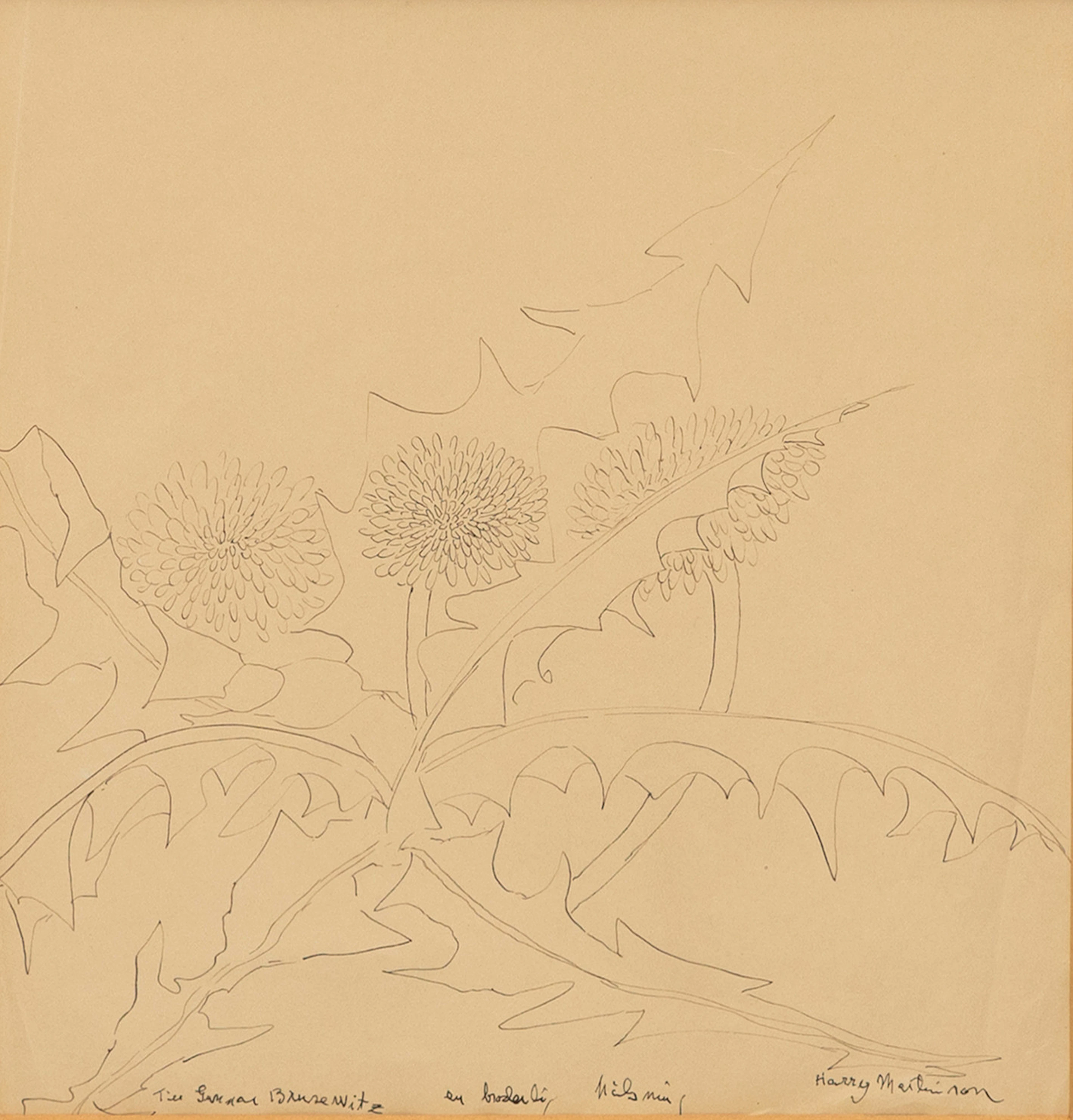 HARRY MARTINSSON (1904-1978). Maskrosor, tusch på papper, signerad.