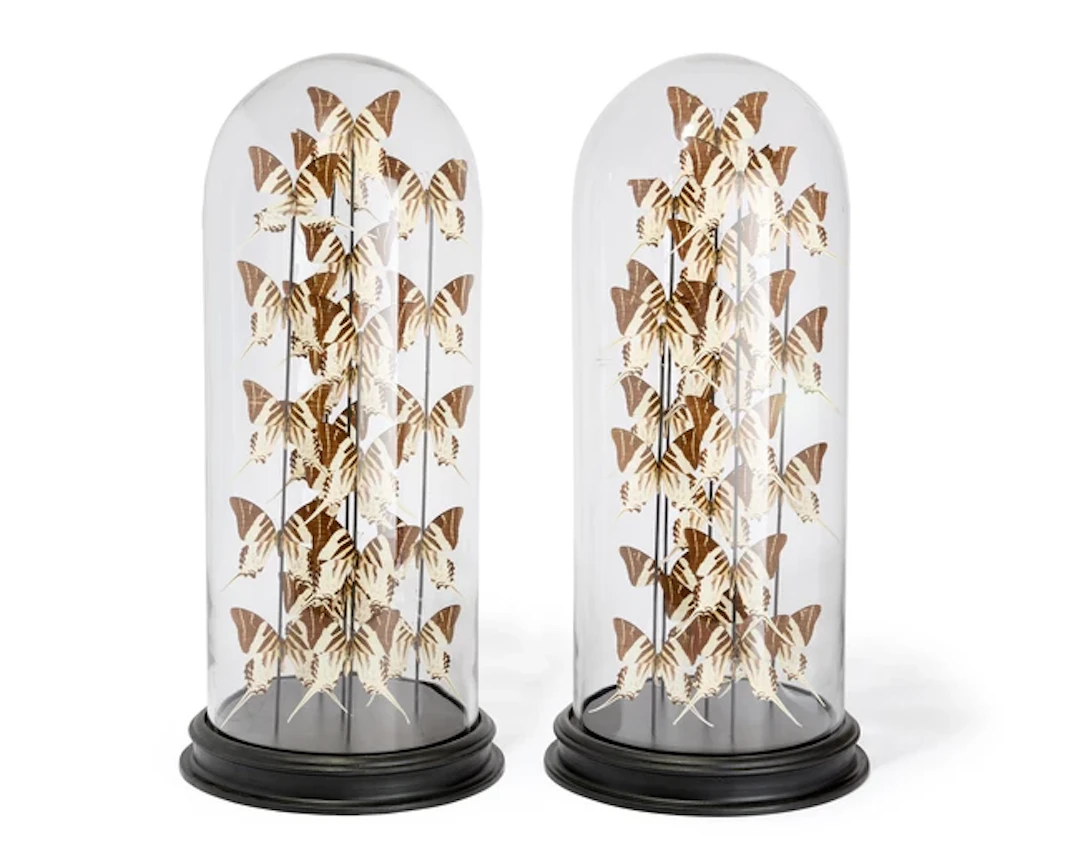 Two modern displays of swordtail butterflies (graphium androcles)