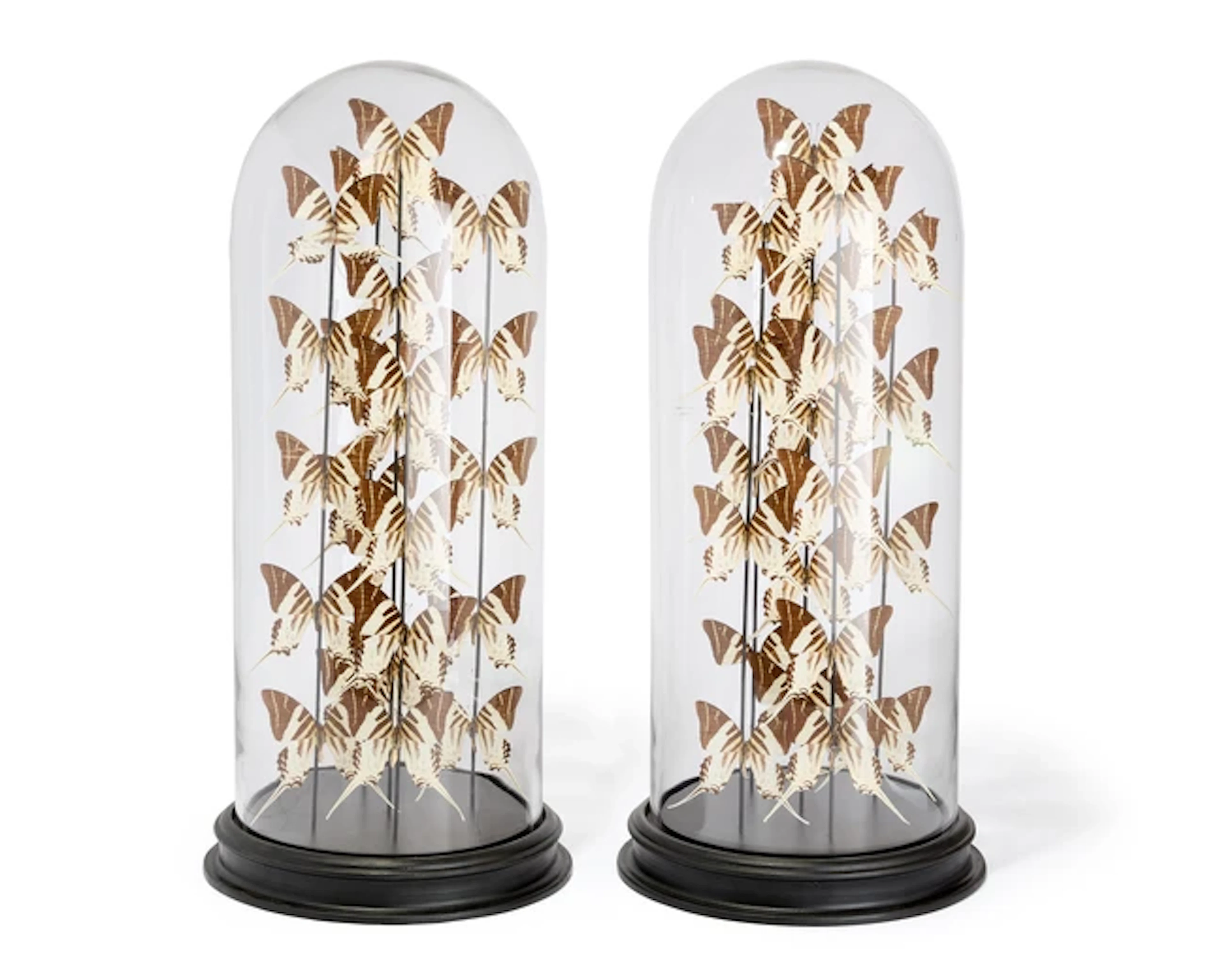 Two modern displays of swordtail butterflies (graphium androcles)