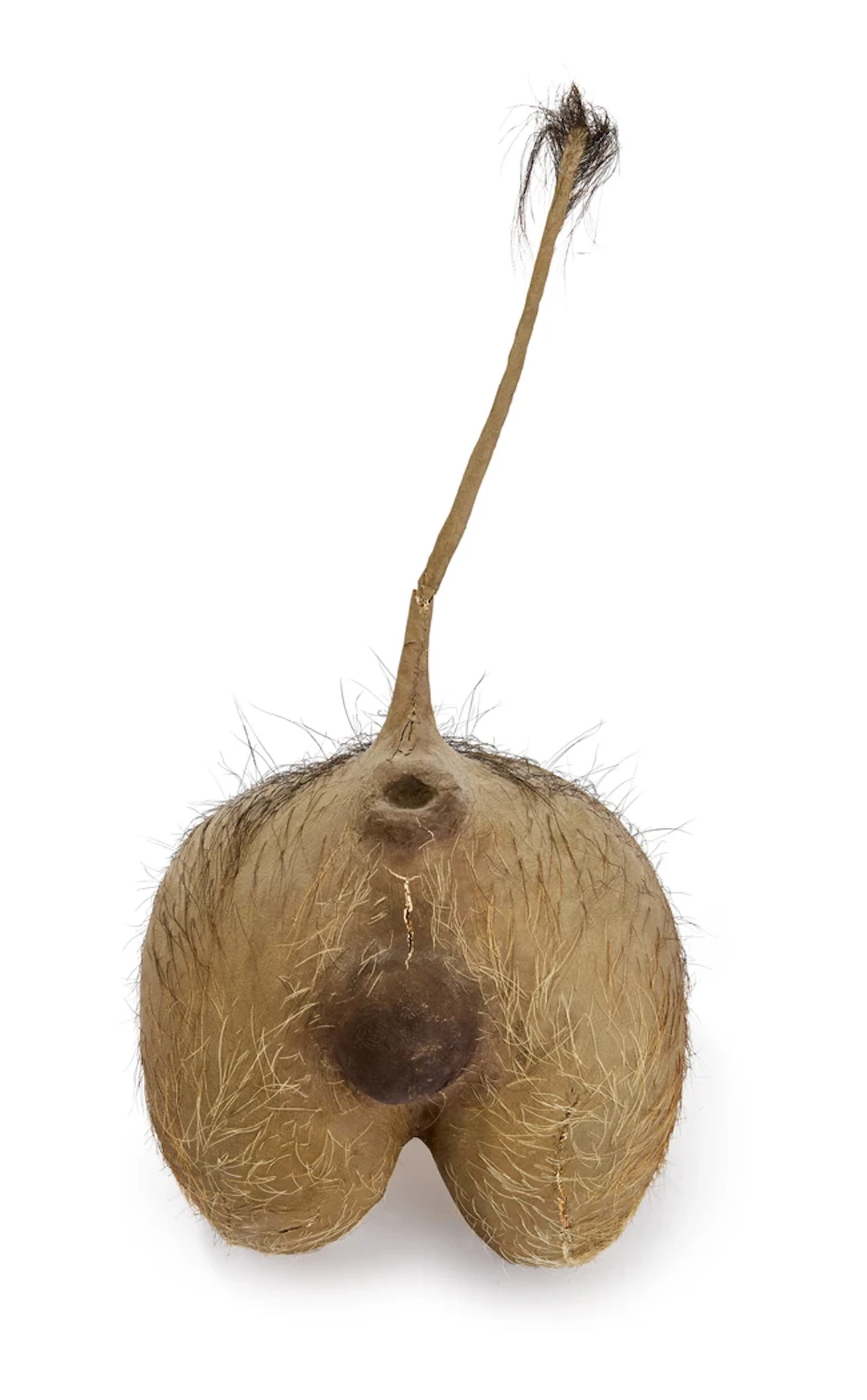 A taxidermy warthog rear-view wall mount