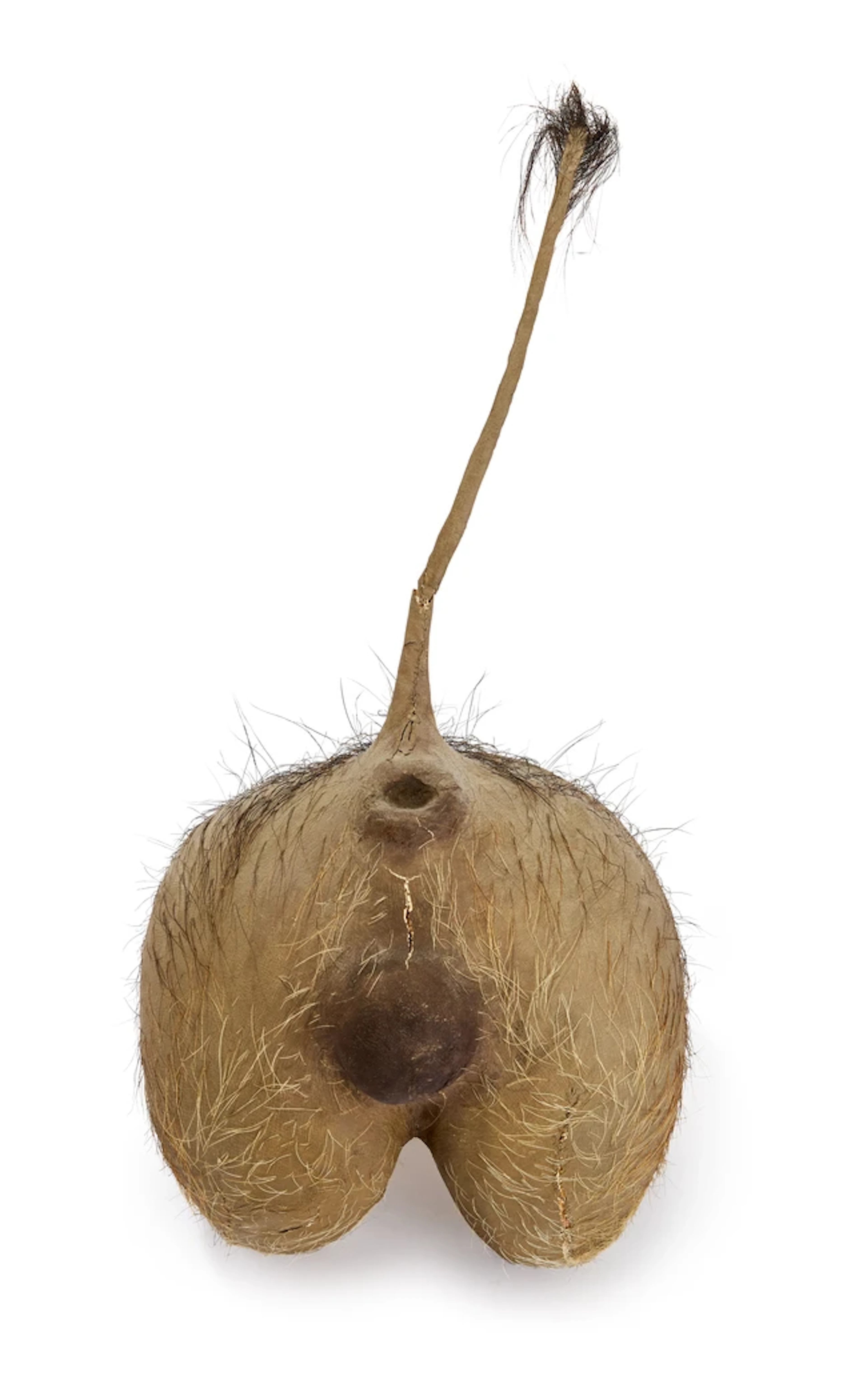 A taxidermy warthog rear-view wall mount