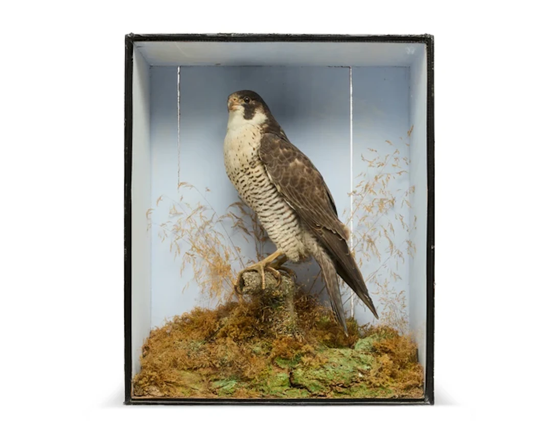 A late Victorian taxidermy peregrine falcon (Falco peregrinus)
