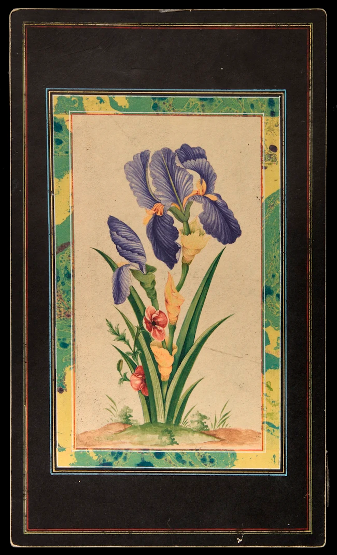 A study of an iris