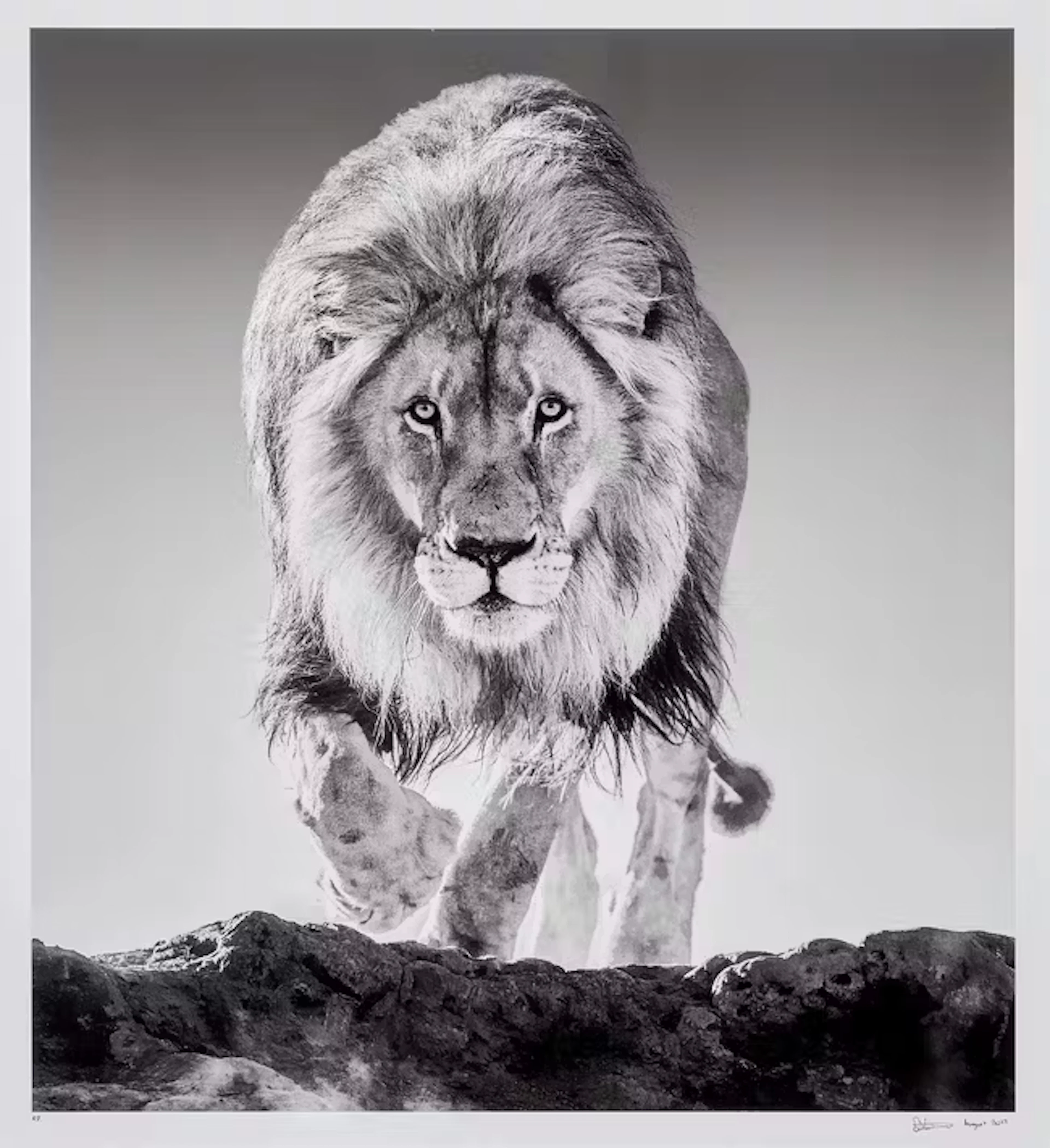 David Yarrow,British b.1966- Genesis