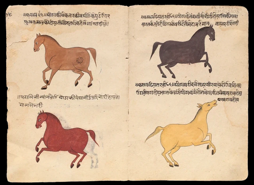 An illustrated Shalihotra treatise on equine medicine,Rajasthan