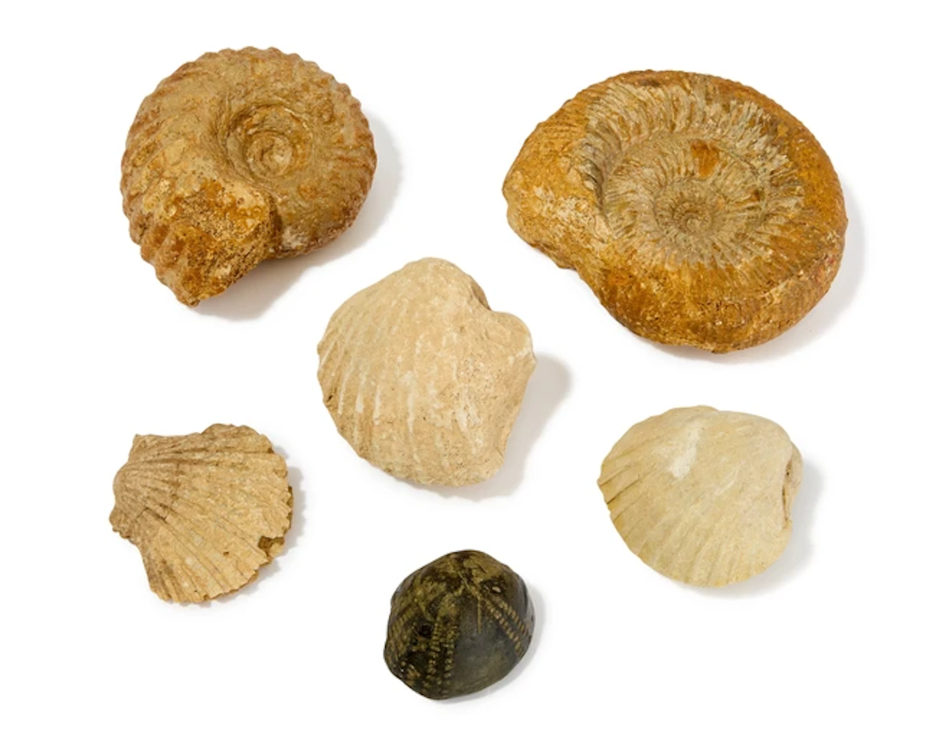 A collection of fossils