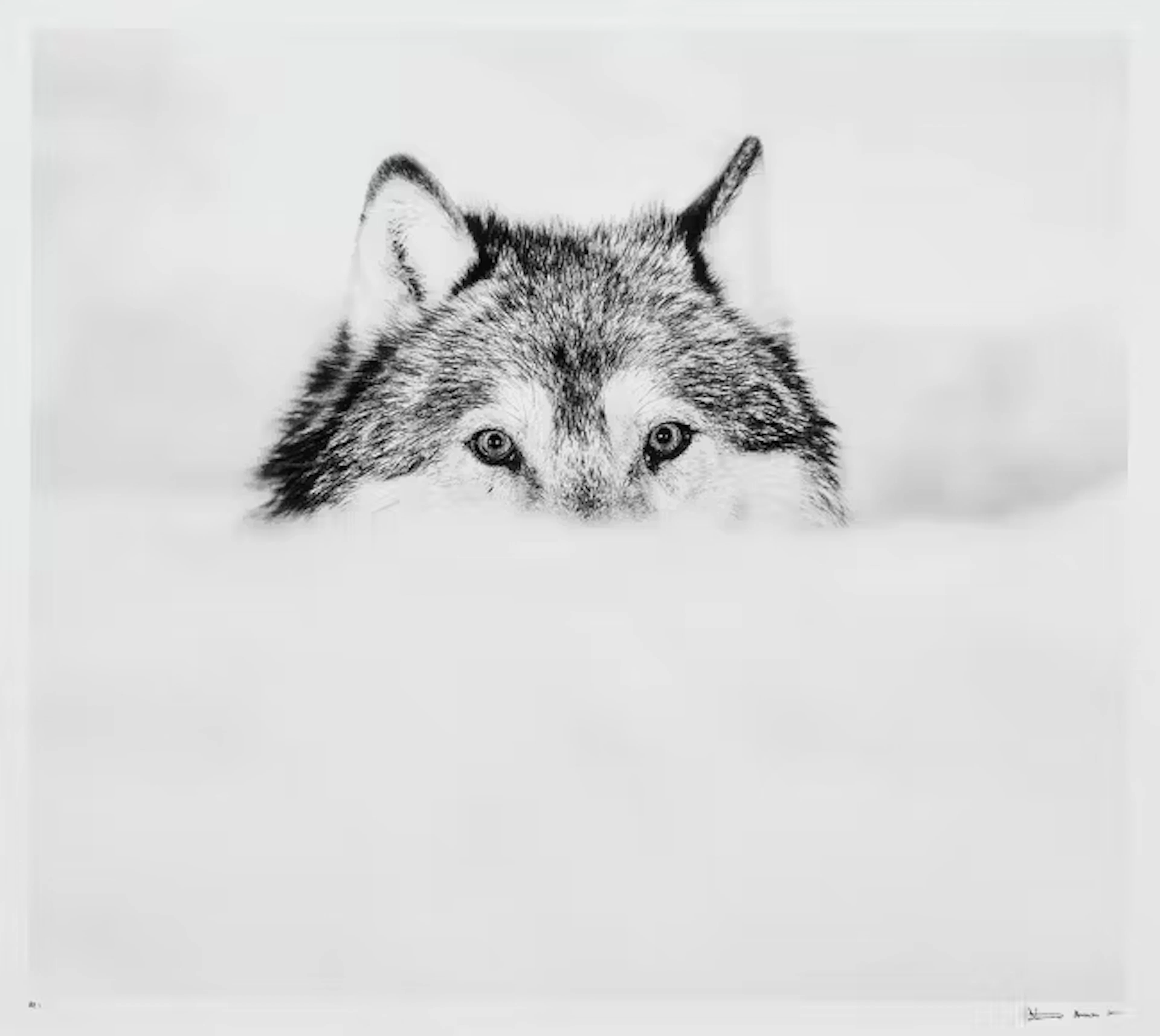 David Yarrow