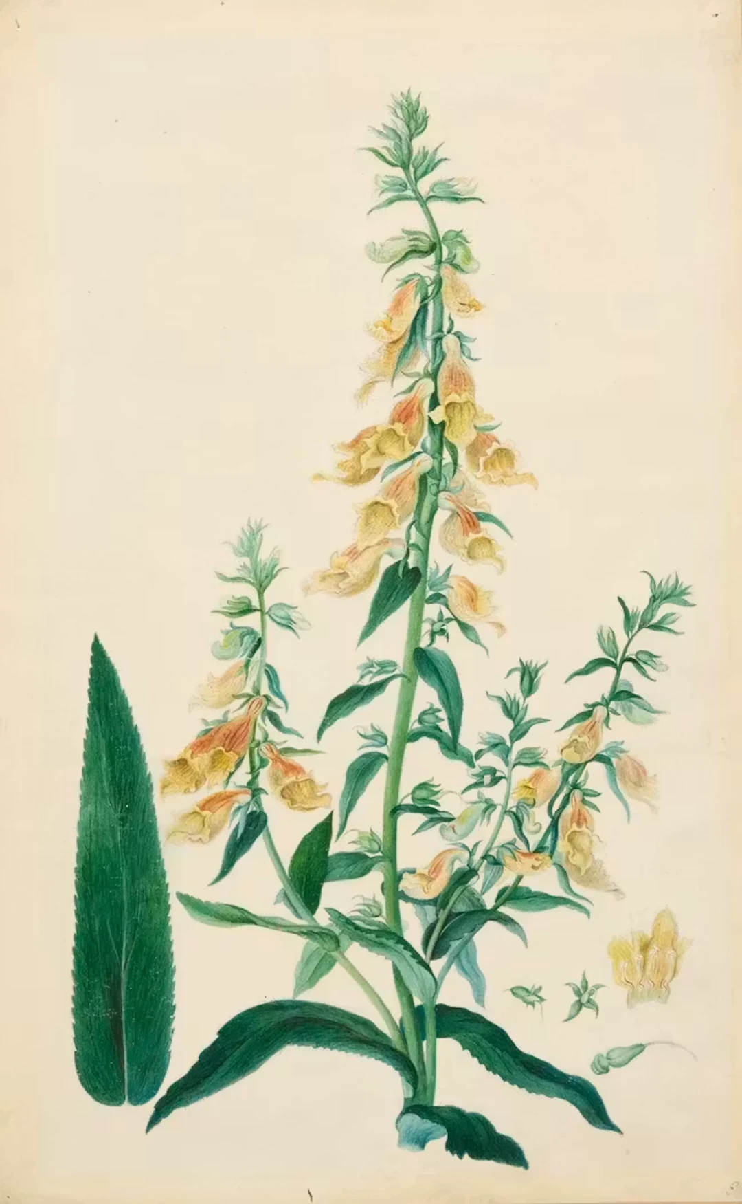 A botanical study of a plant : Siberian foxglove (Digitalis Siberica)