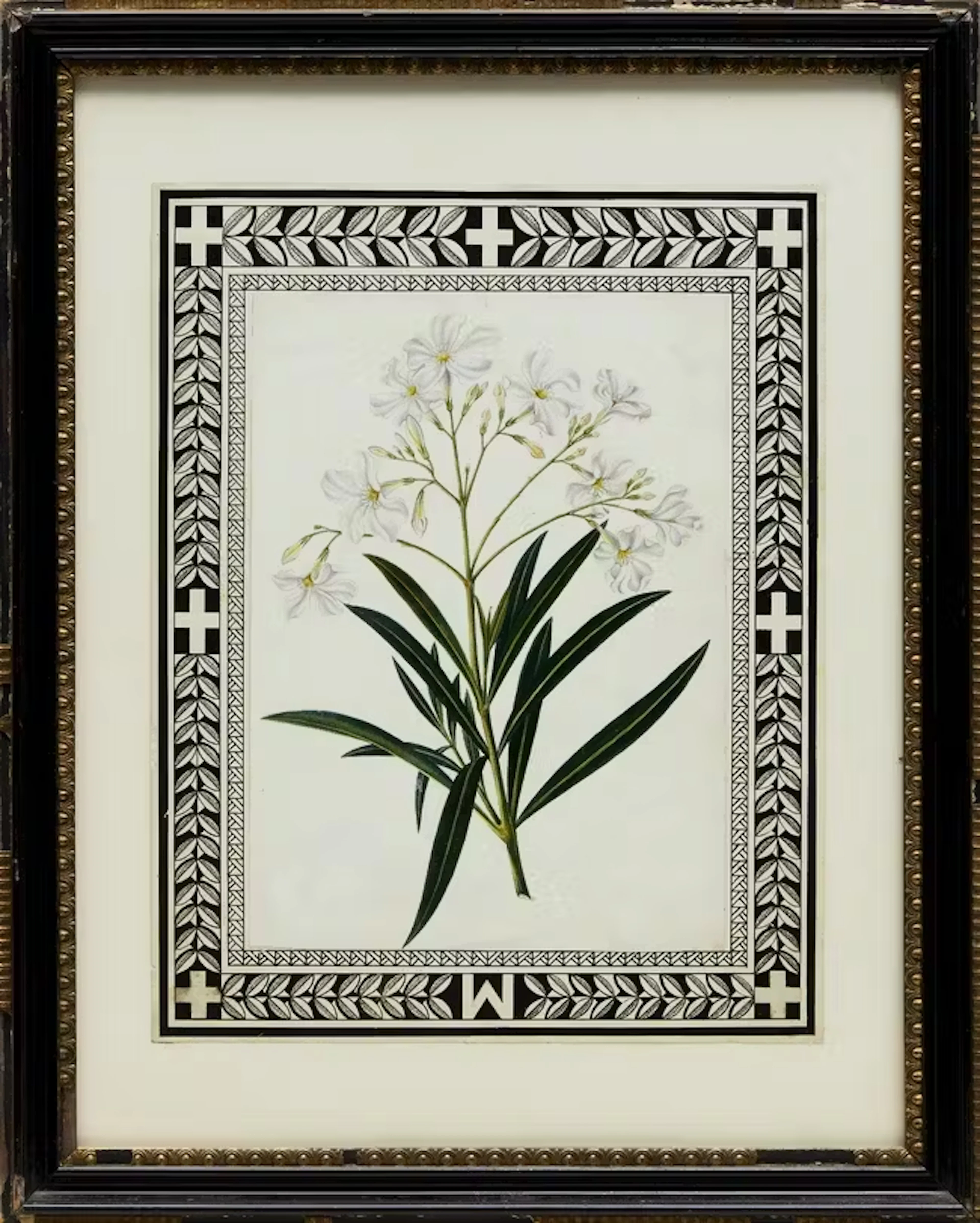 A botanical study of a narcissus