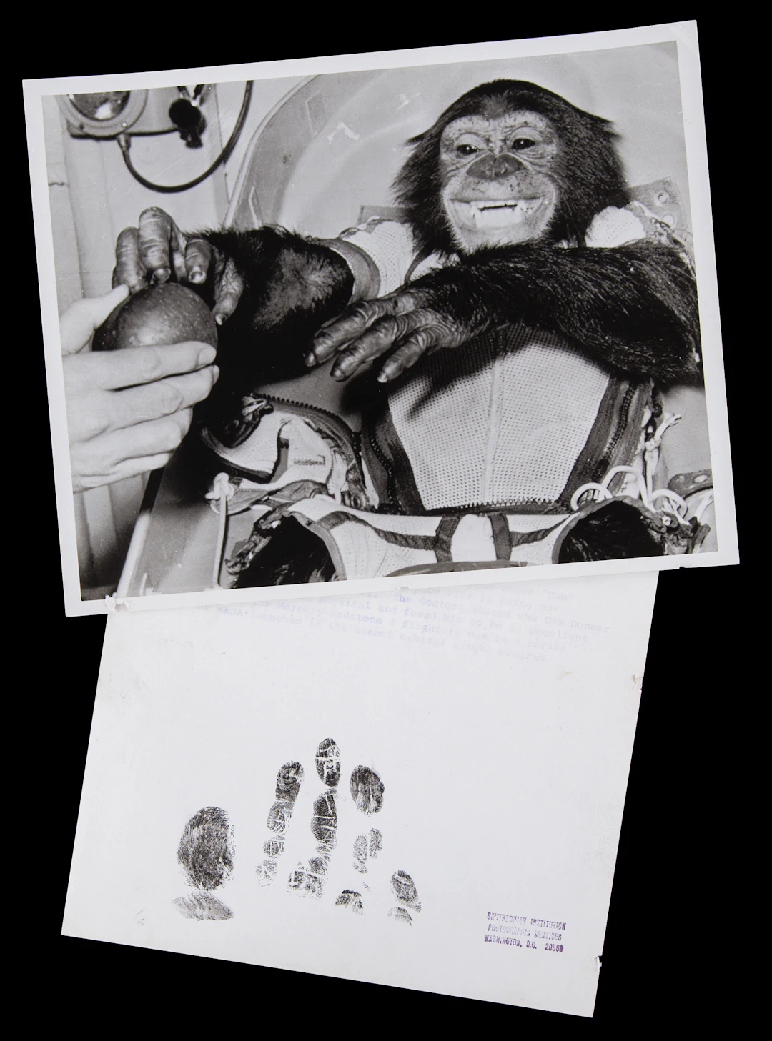 Ham the Chimpanzee (2) NASA Photographs with Ink Hand Impressions