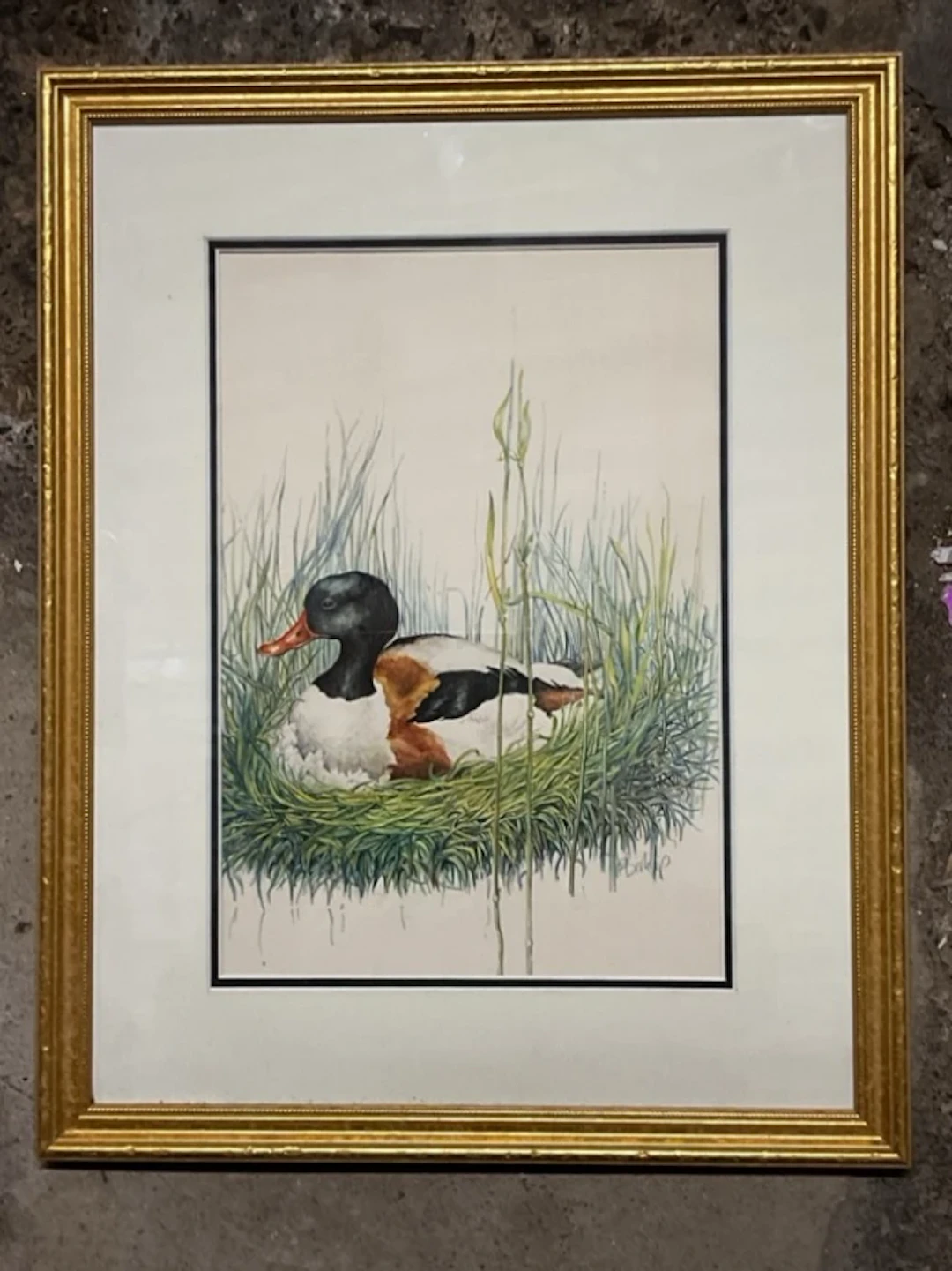 Richard Evett Bishop, watercolour, a nesting shelduck, signed, mounted