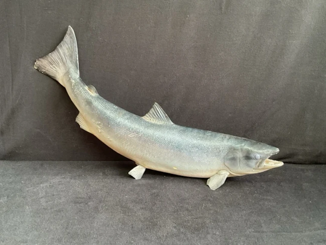 A painted plaster cast of an Atlantic salmon with open mouth in a