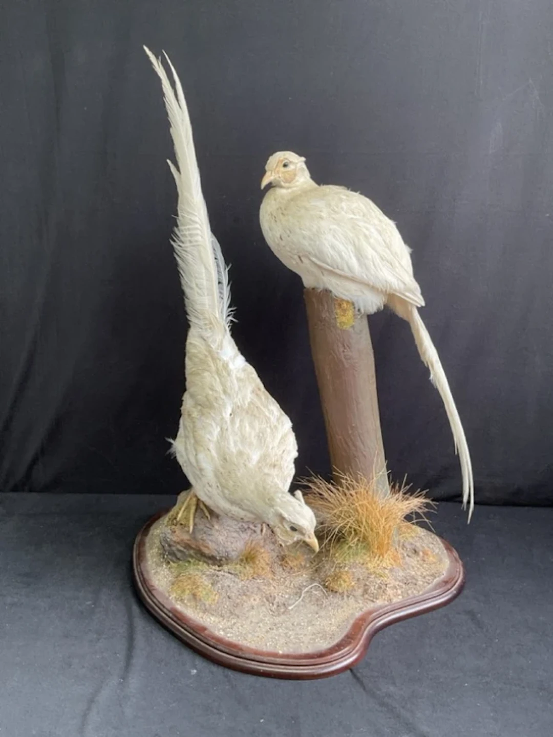 An unusual pair of taxidermied albino pheasants mounted together naturalisticall