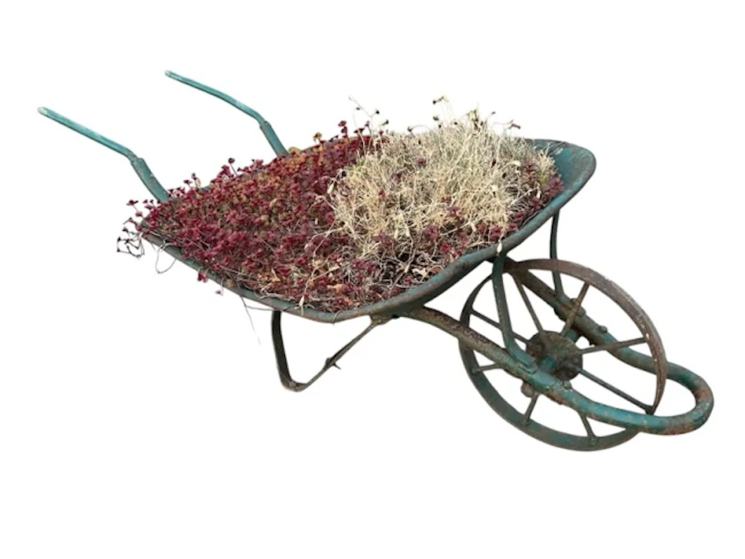 An old painted garden wheelbarrow planted up as a trough, with spindled