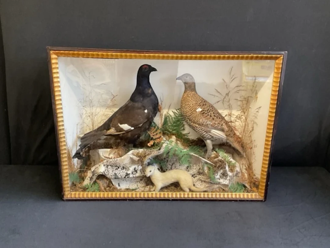 A Victorian cased taxidermy of a black grouse and greyhen in a naturalistic