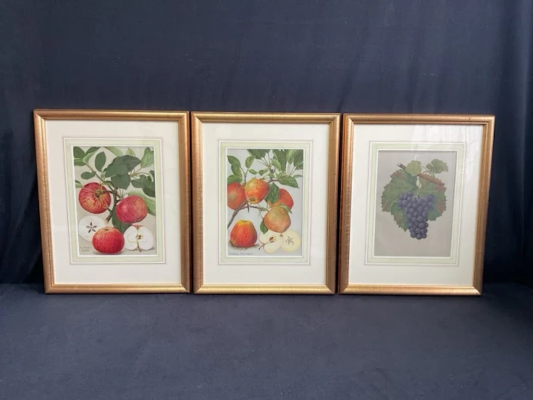 A set of three European lithographic fruit prints - apples & vines