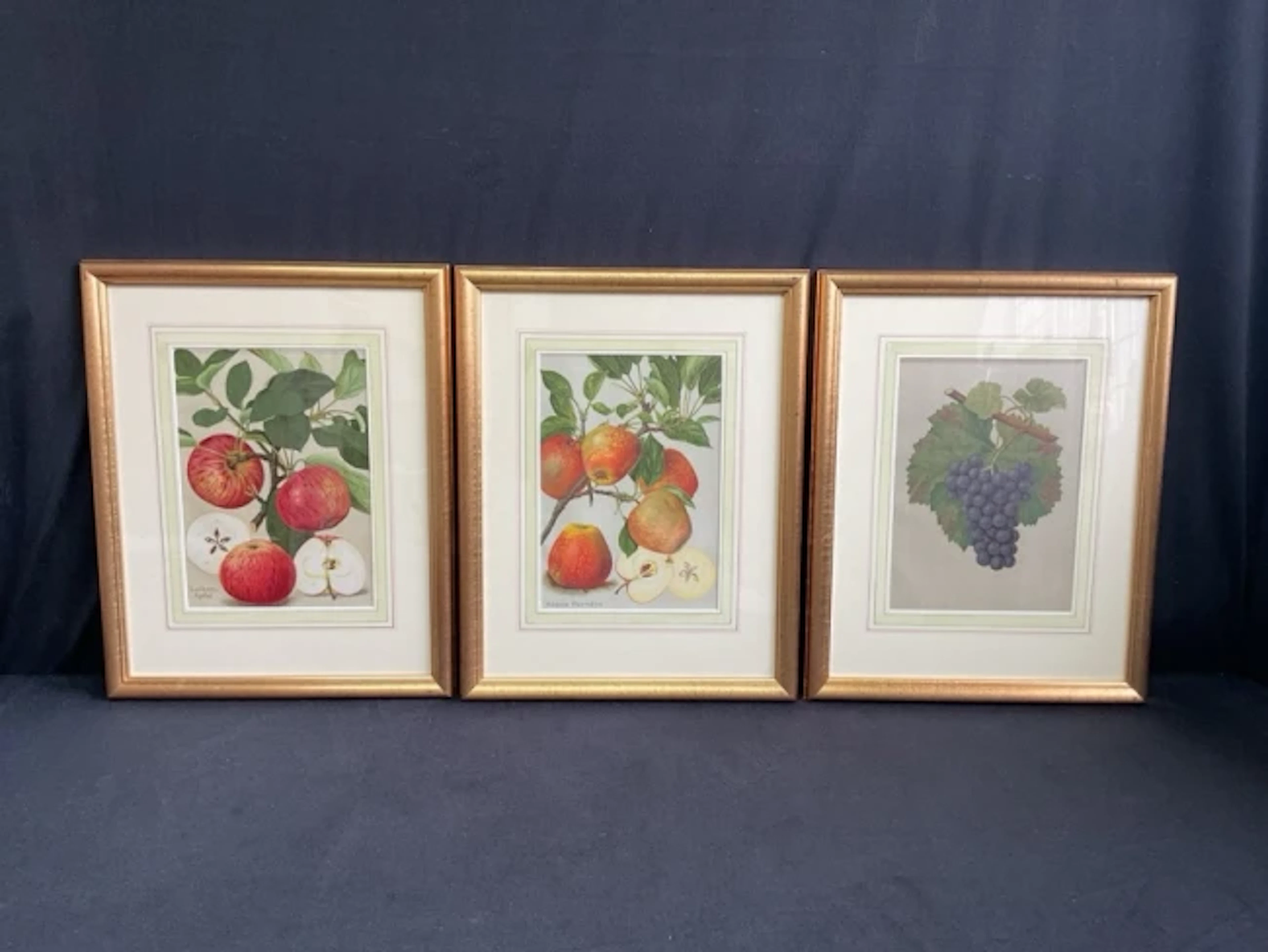 A set of three European lithographic fruit prints - apples & vines
