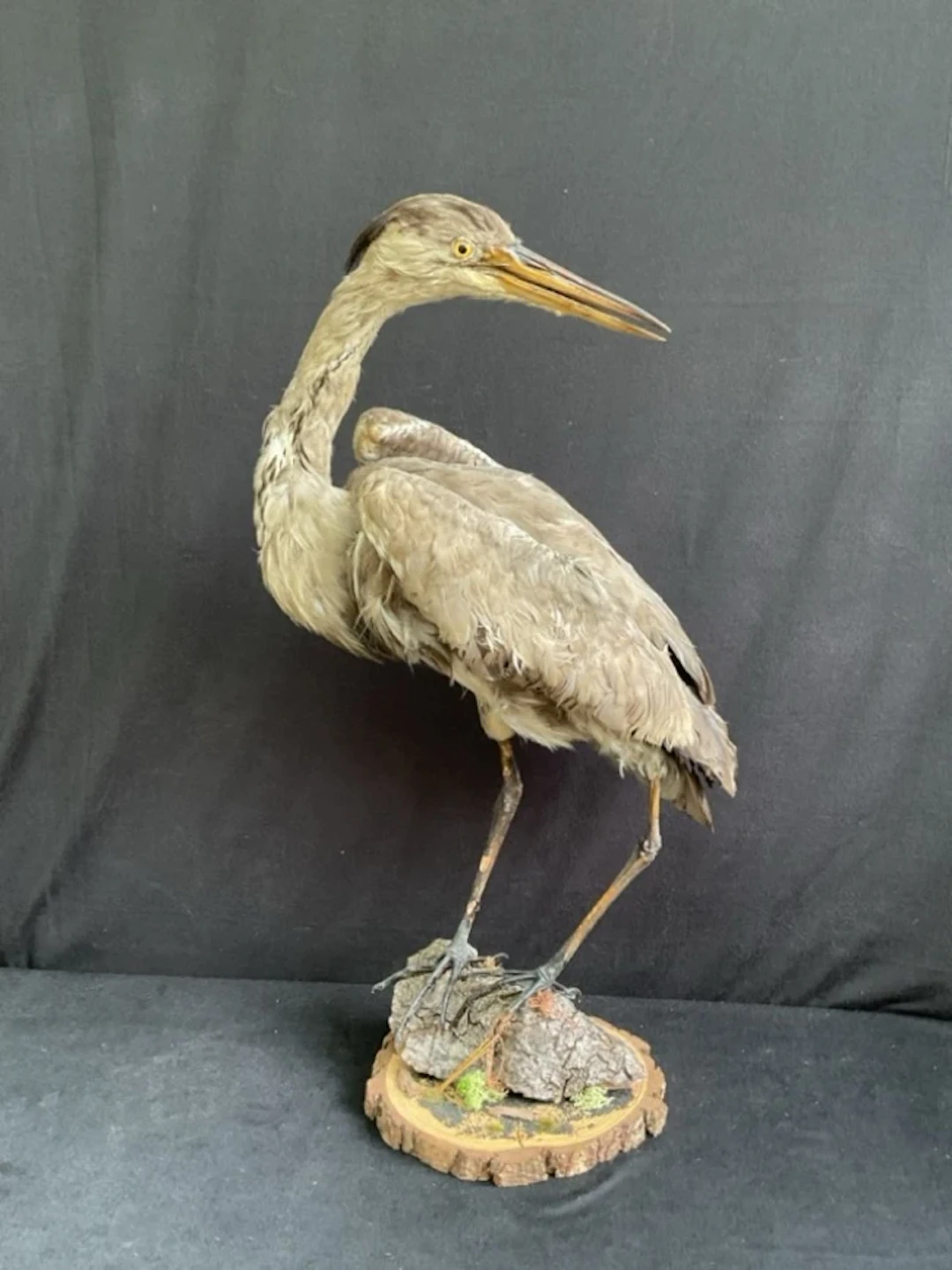 A taxidermied heron with glass eyes perched on a log on a circular