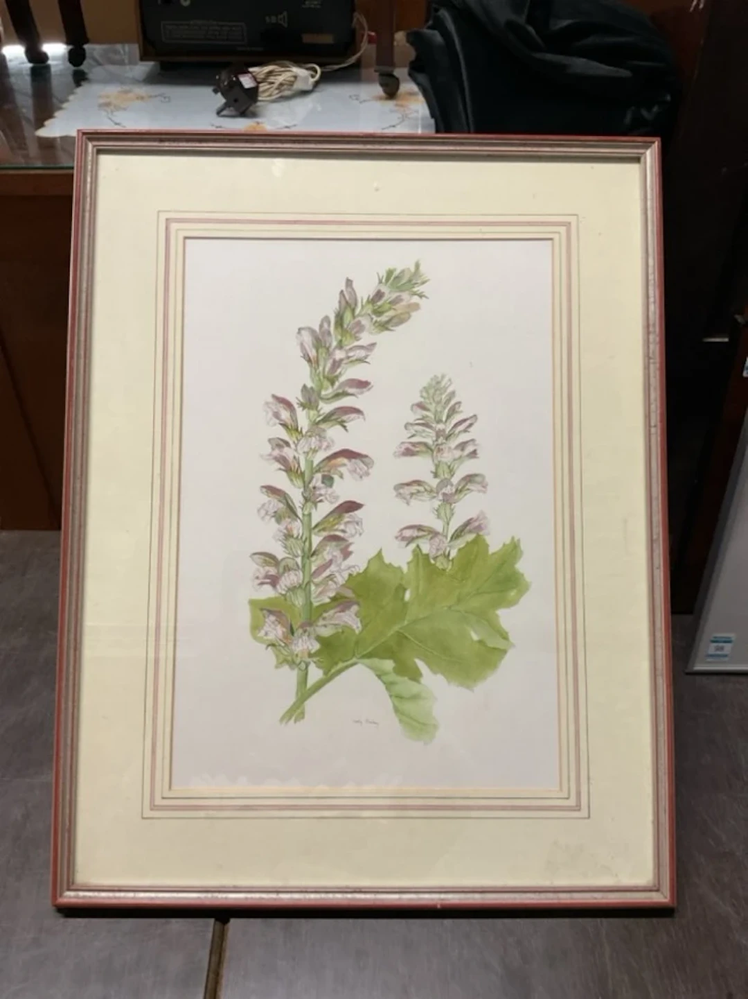 Sally Pinhey, watercolour, botanical study of Acanthus Mollis leaf