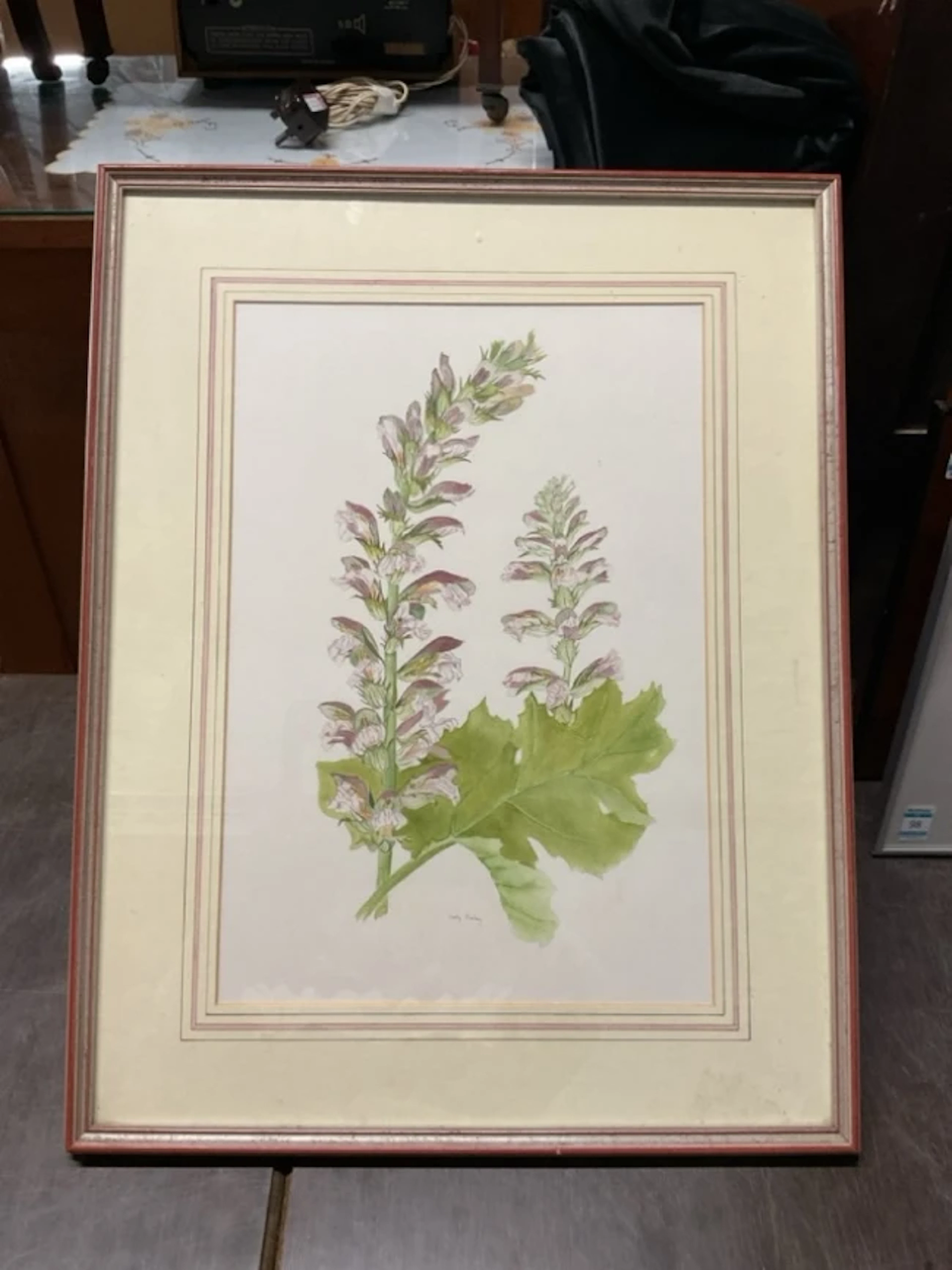 Sally Pinhey, watercolour, botanical study of Acanthus Mollis leaf