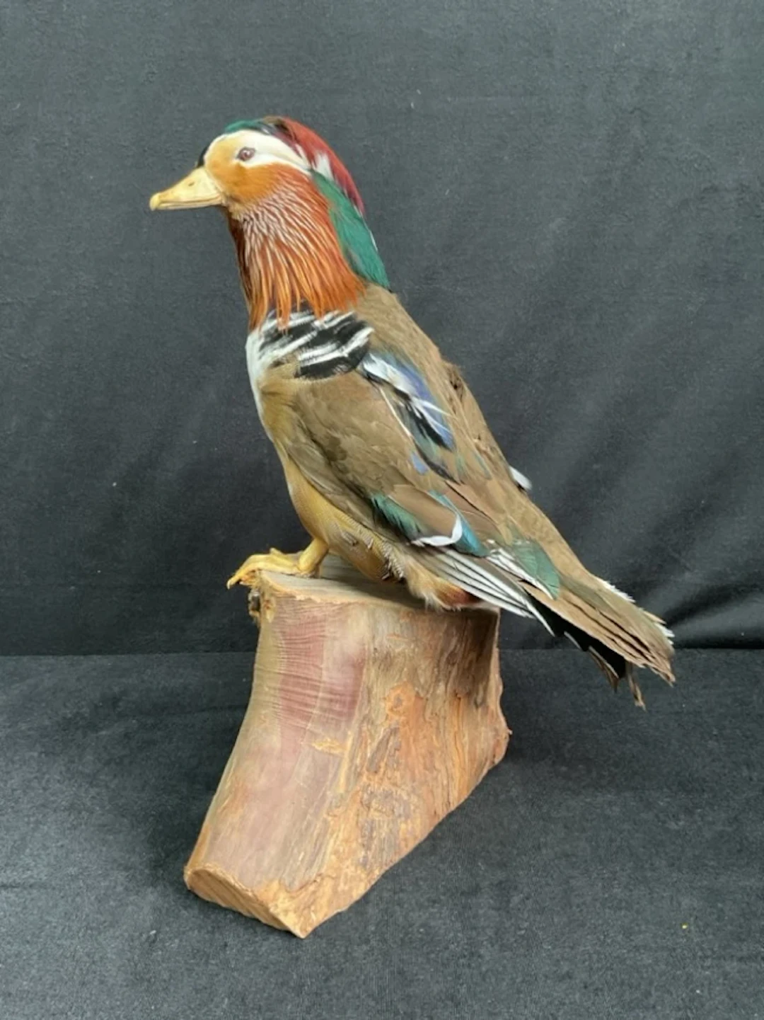 A taxidermied Mandarin duck, posed perched on a yew log. (14in)