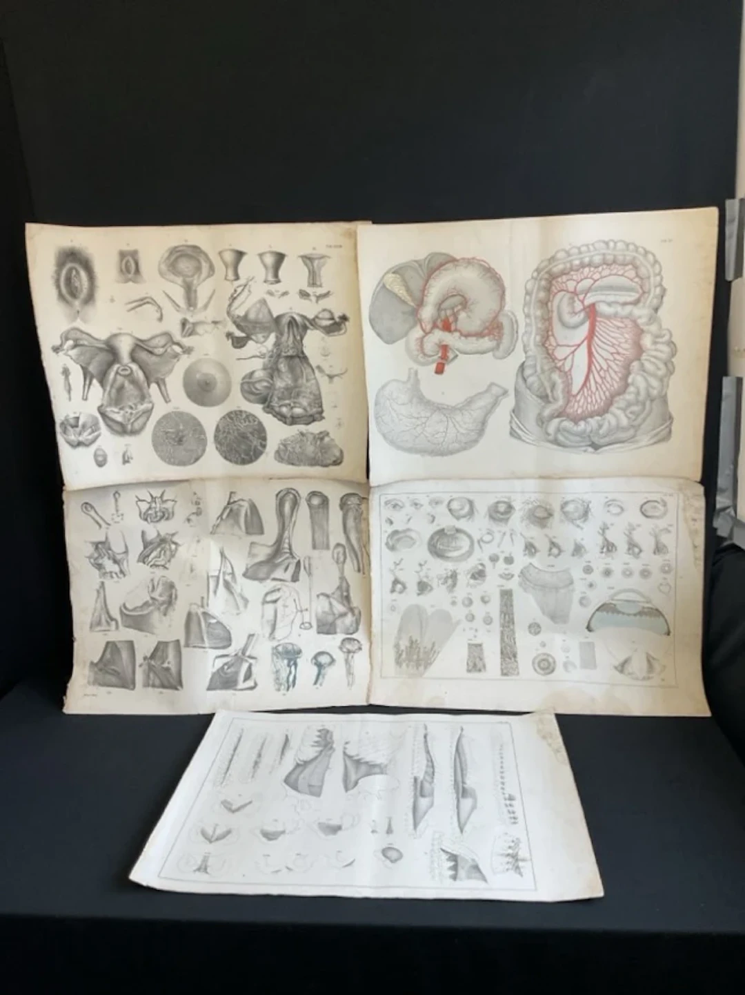 Five large early C19th unframed German anatomical engravings, spinal