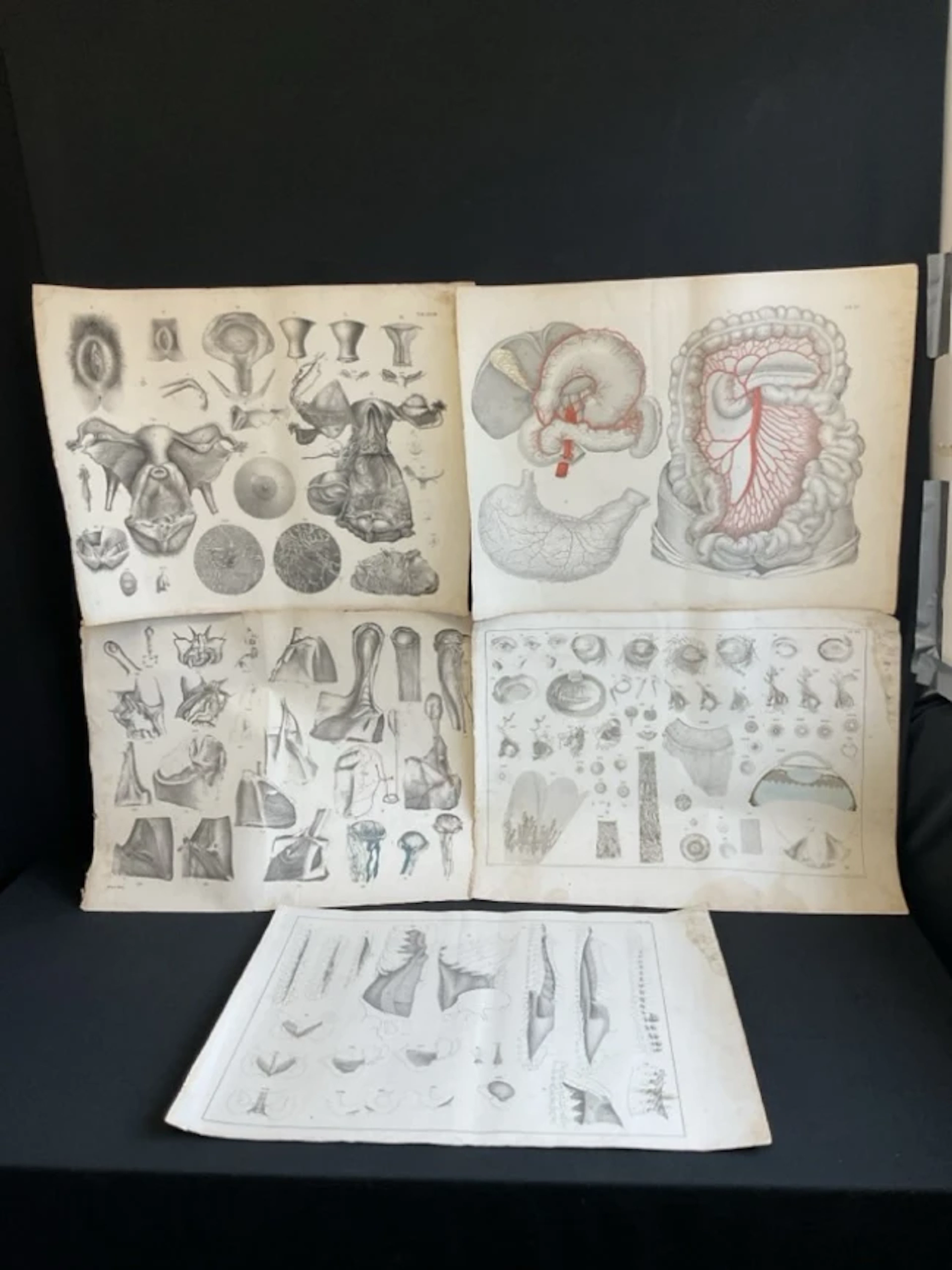 Five large early C19th unframed German anatomical engravings, spinal
